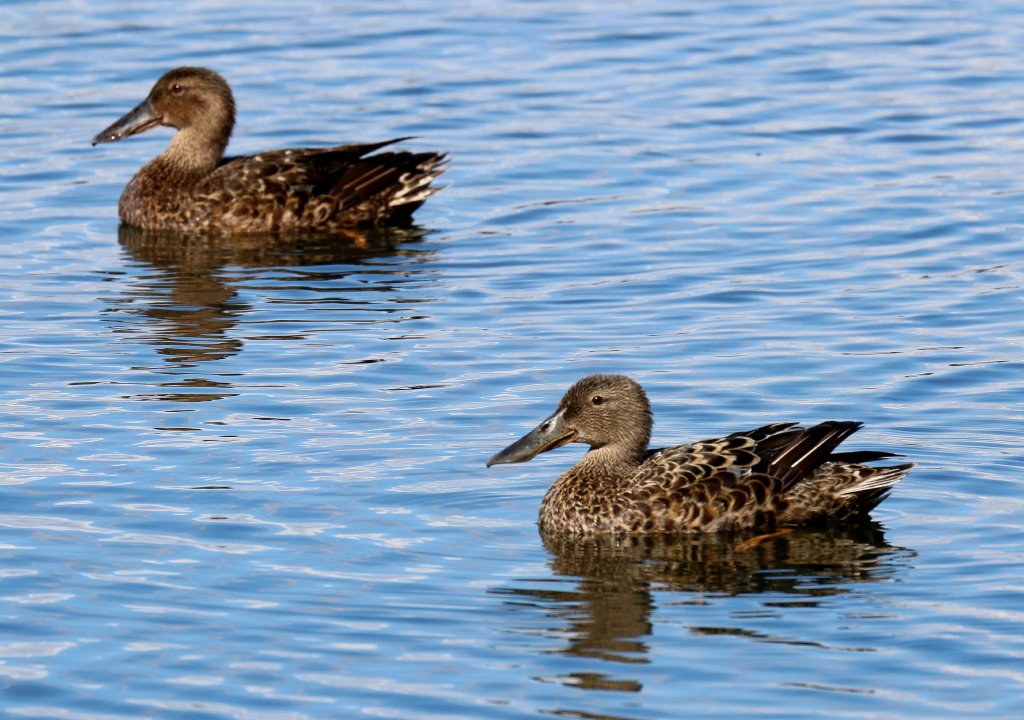 Australasian Shovellers