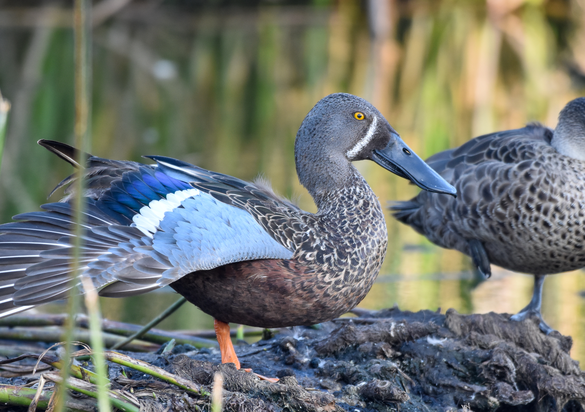 Australasian Shovelver
