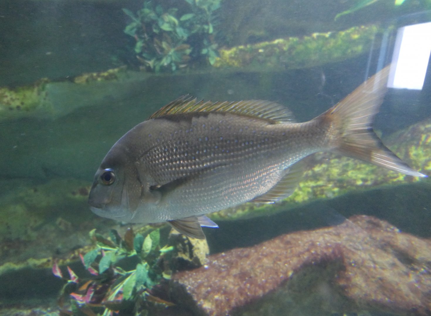 Australasian Snapper (Chrysophrys auratus)