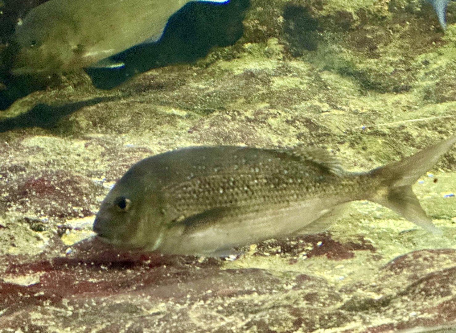 Australasian snapper (Pagrus auratus)