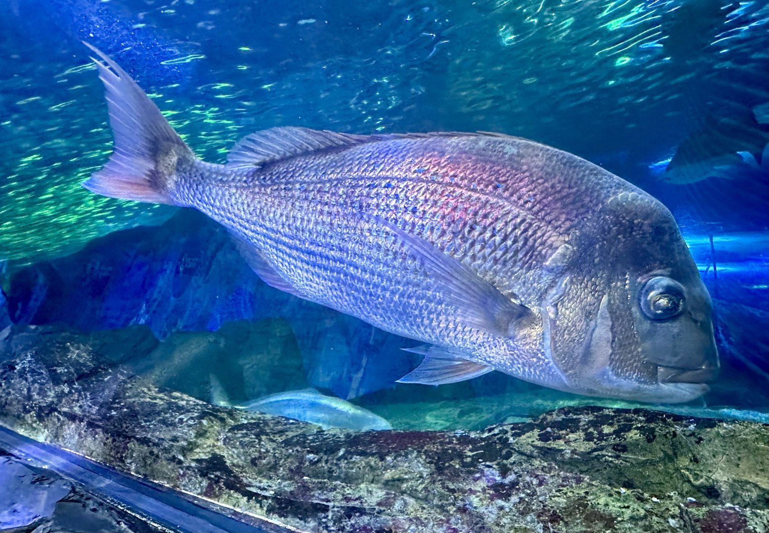 Australasian snapper (Pagrus auratus)