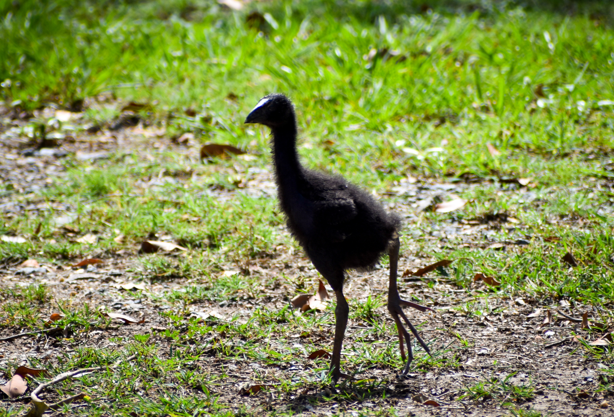 Australasian Swamphen Chick (Porphyrio melanotus)
