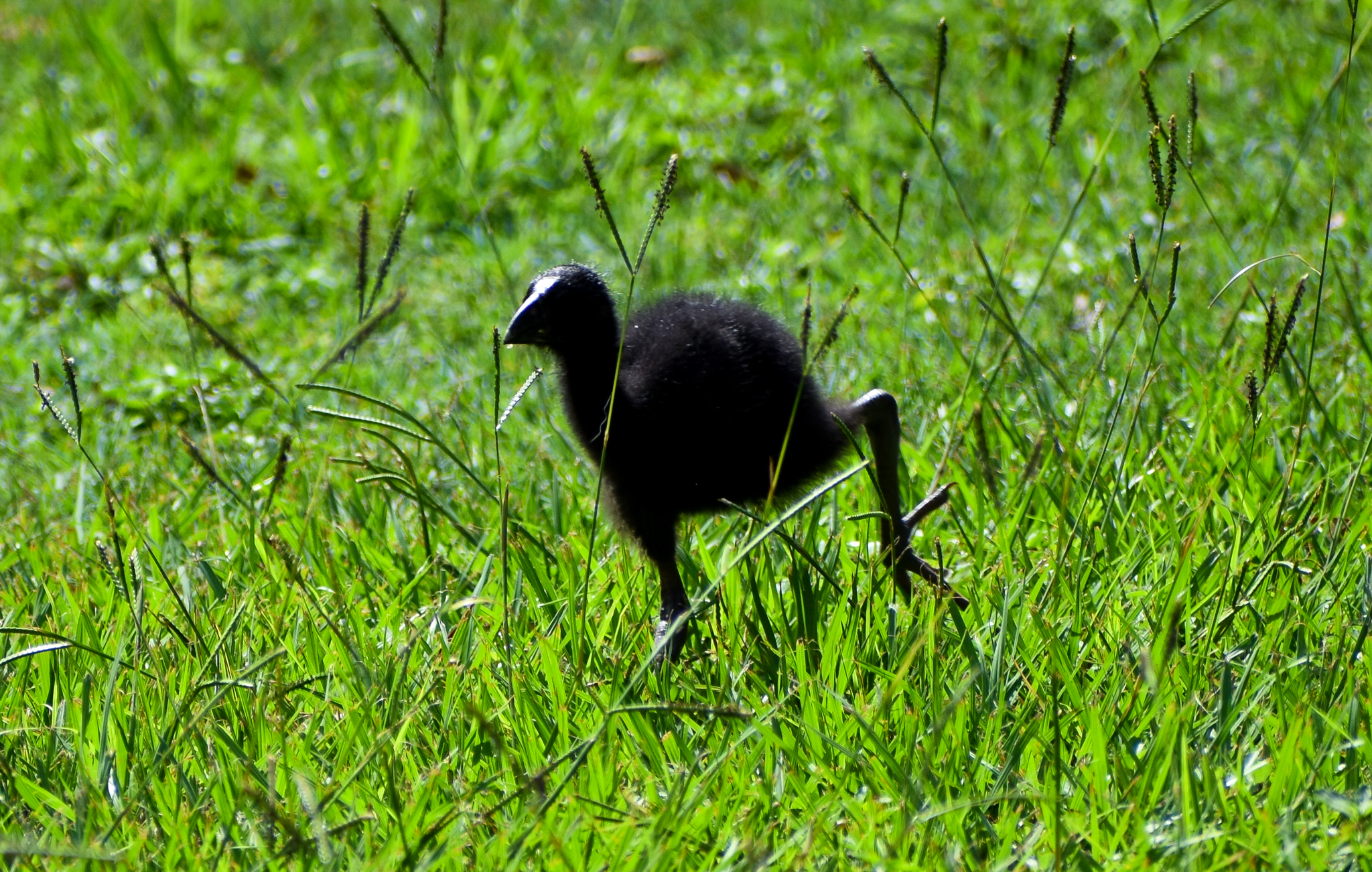 Australasian Swamphen Chick (Porphyrio melanotus)