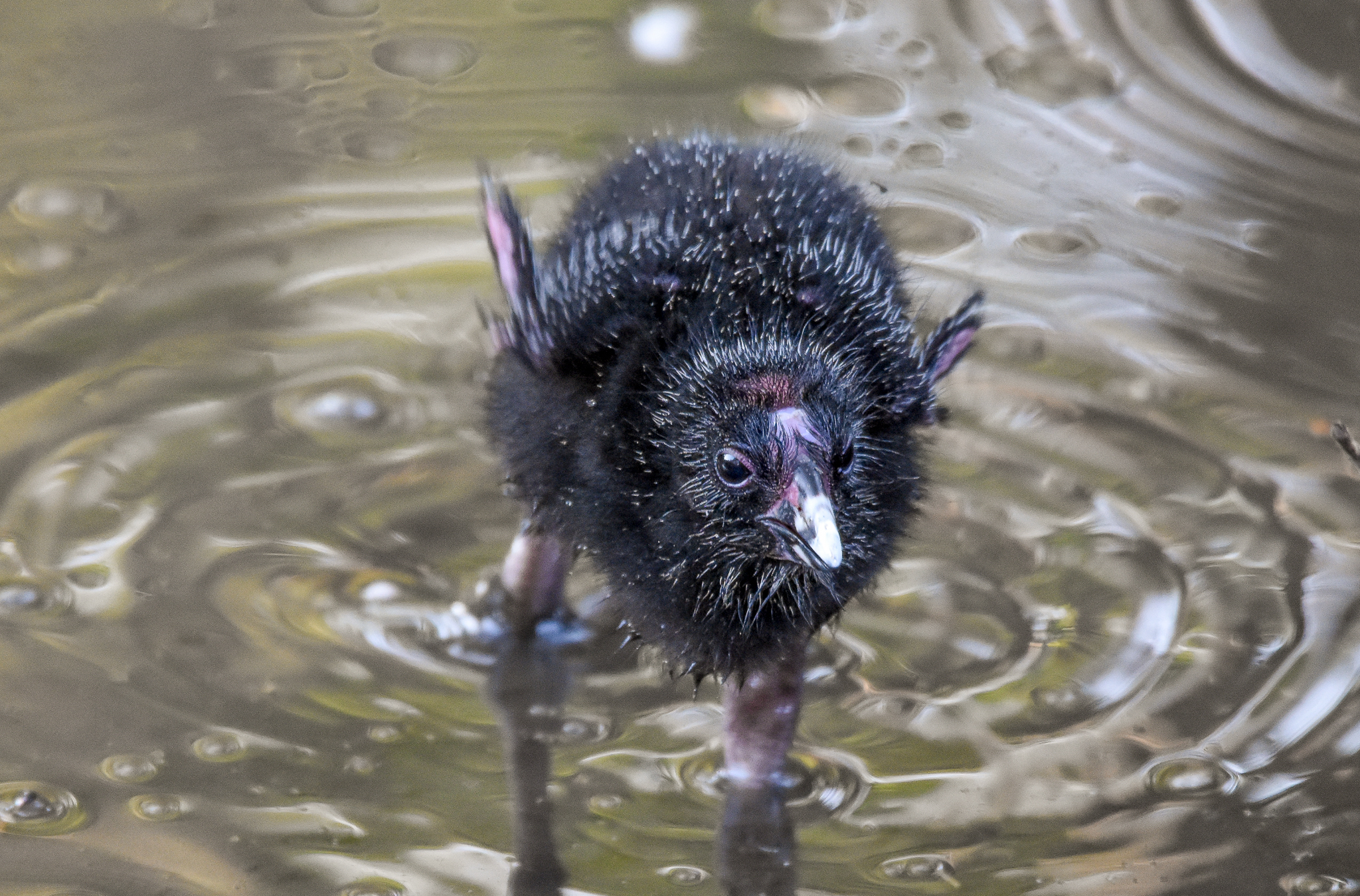 Australasian Swamphen chick