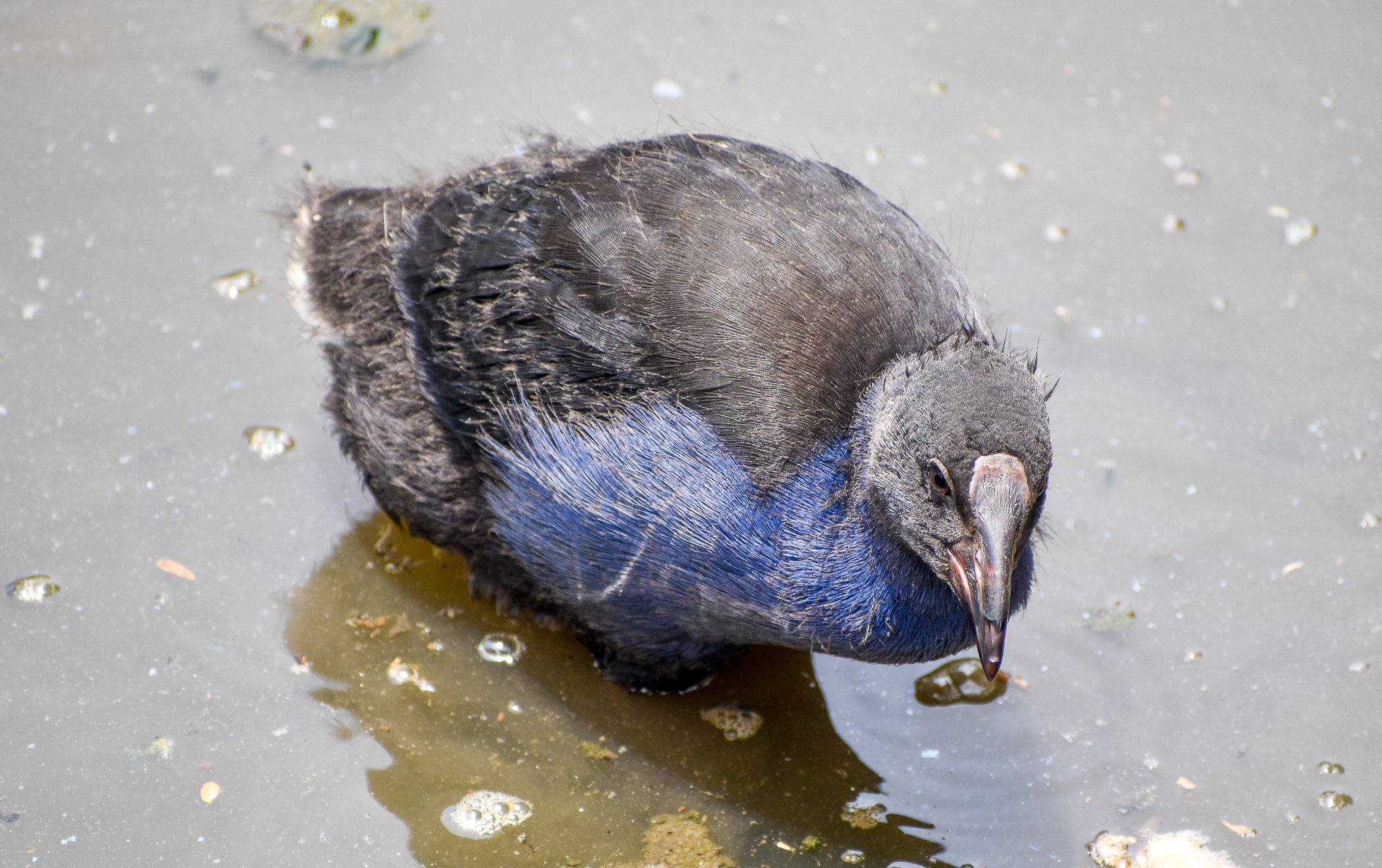 Australasian Swamphen juvenile