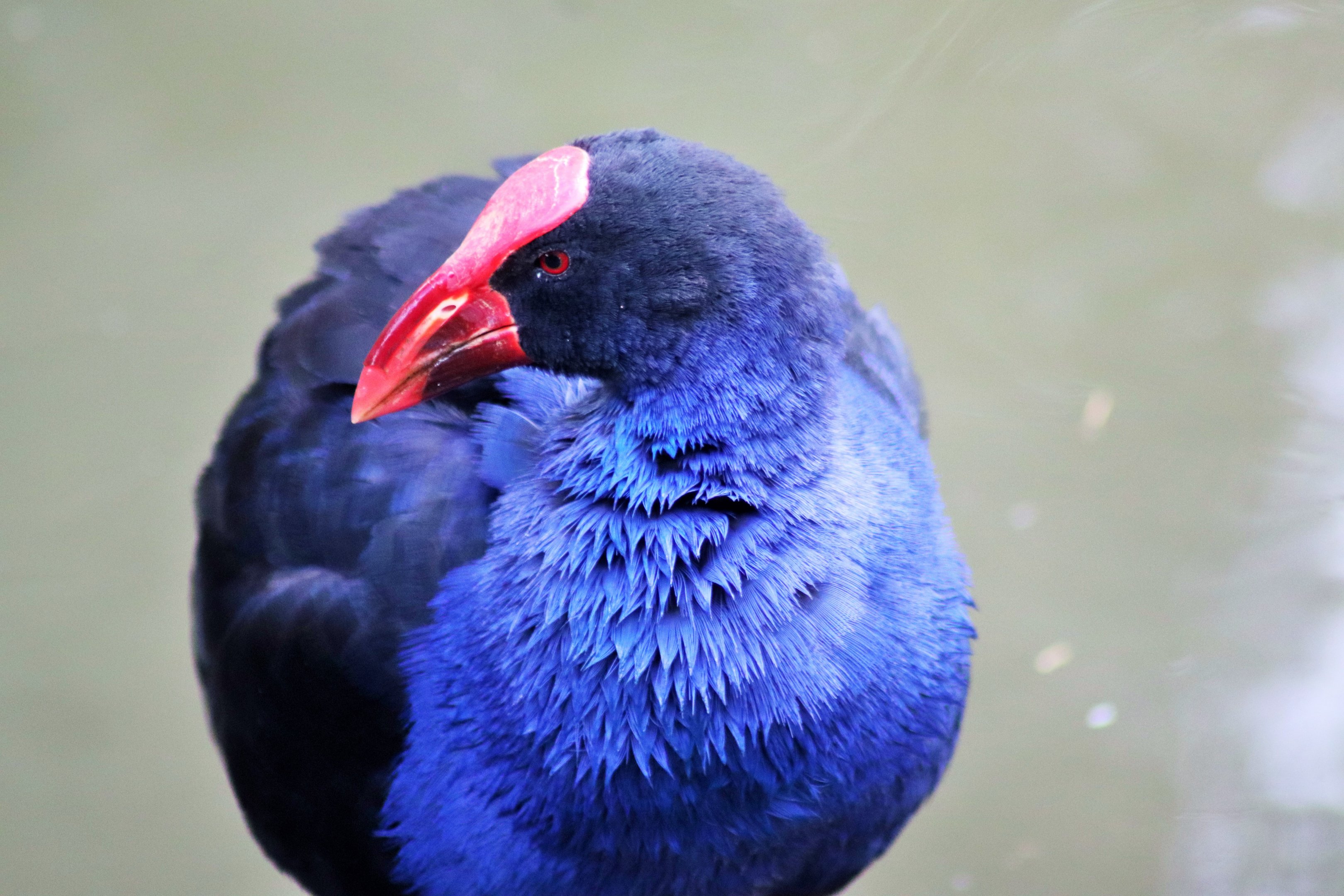 Australasian Swamphen (Porphyrio melanotus melanotus)