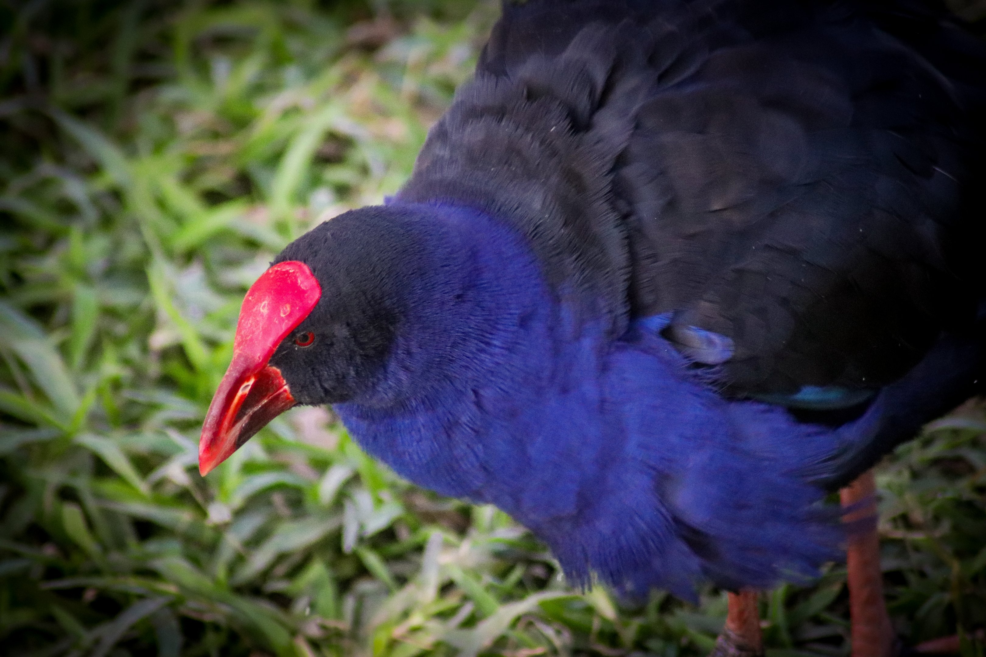 Australasian Swamphen (Porphyrio melanotus)