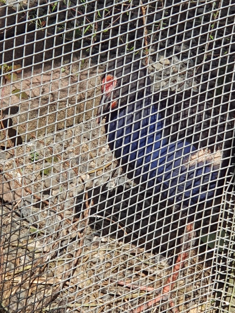 Australasian Swamphen/Pukeko juvenile