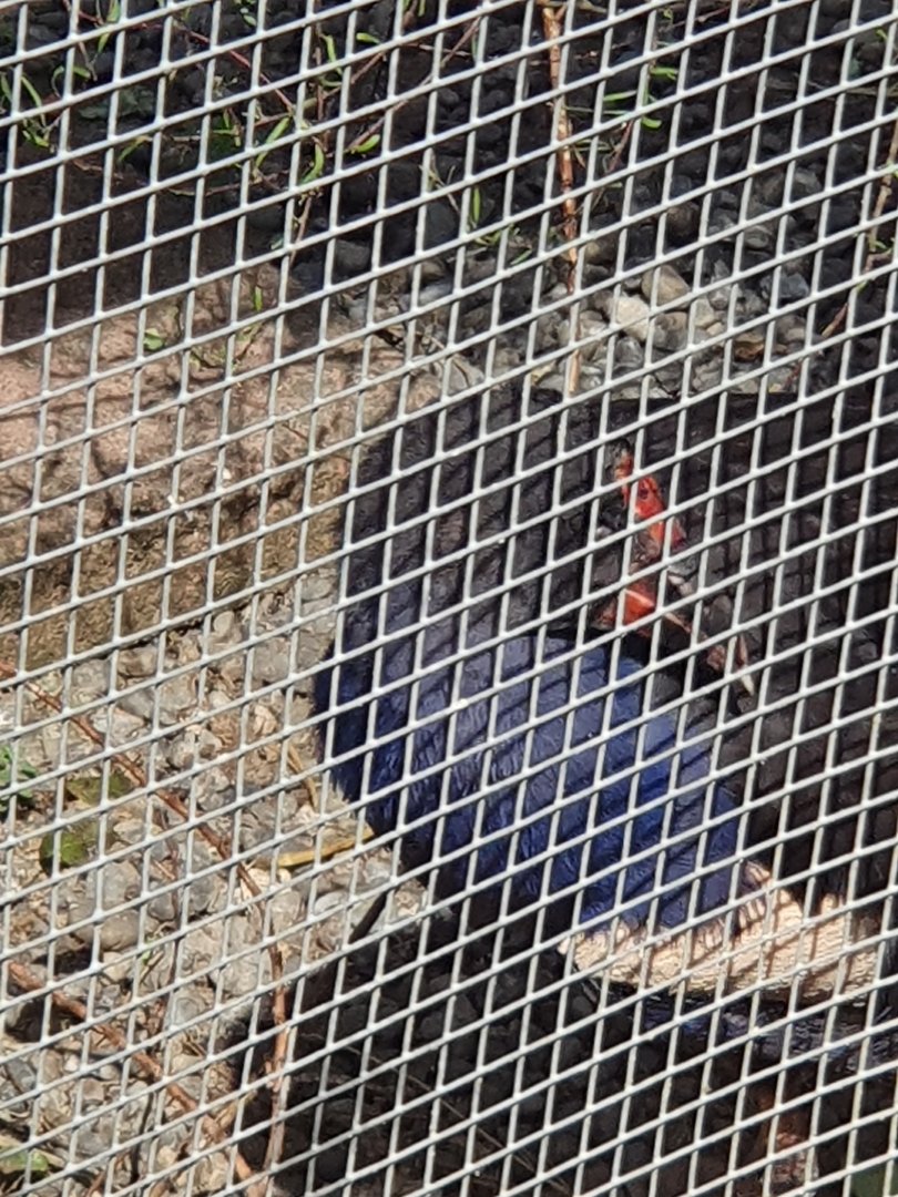 Australasian Swamphen/Pukeko juvenile