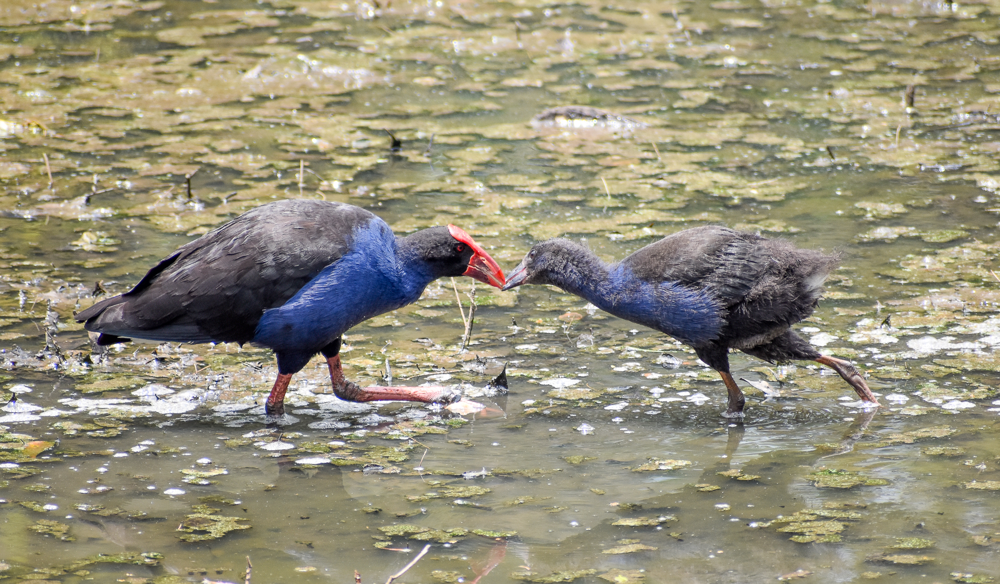 Australasian Swamphen with juvenile