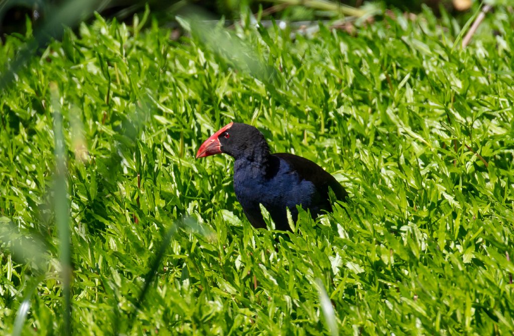 Australasian Swamphen