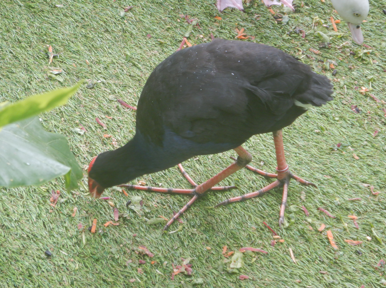 Australasian Swamphen