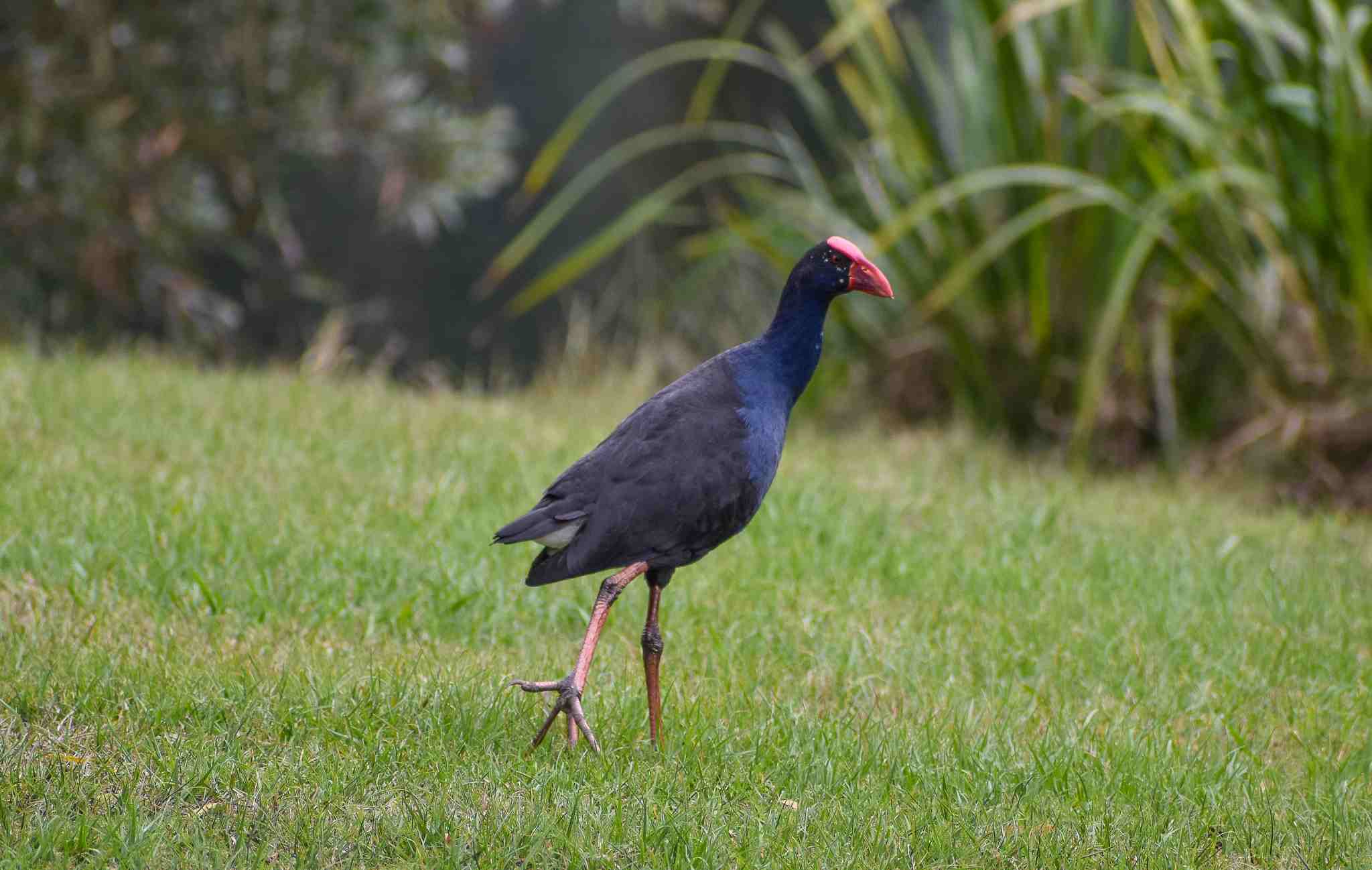 Australasian Swamphen