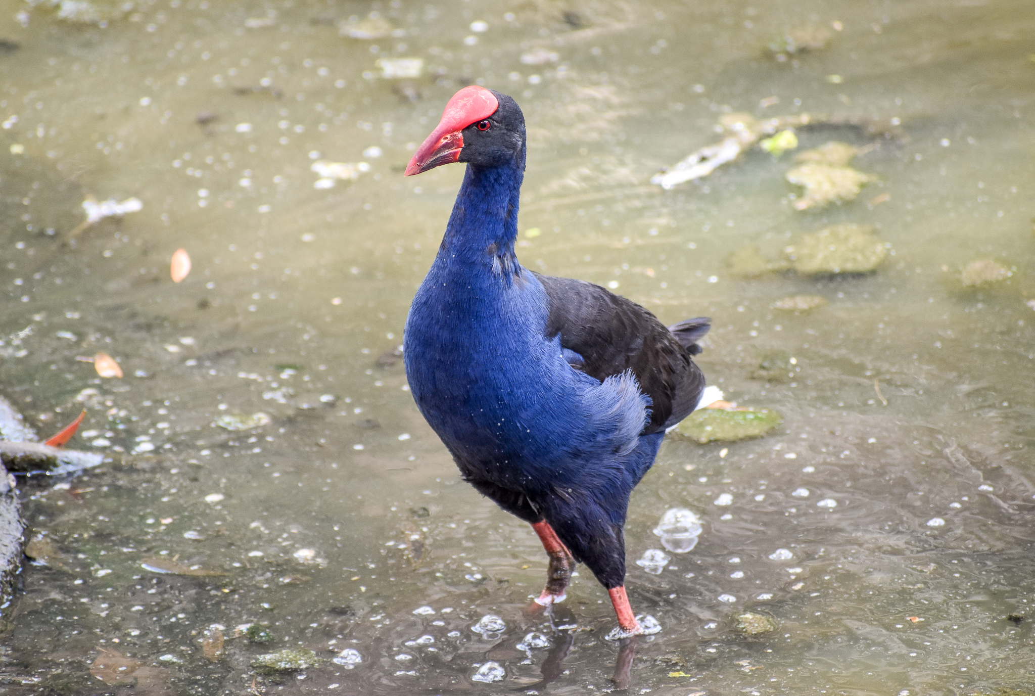 Australasian Swamphen