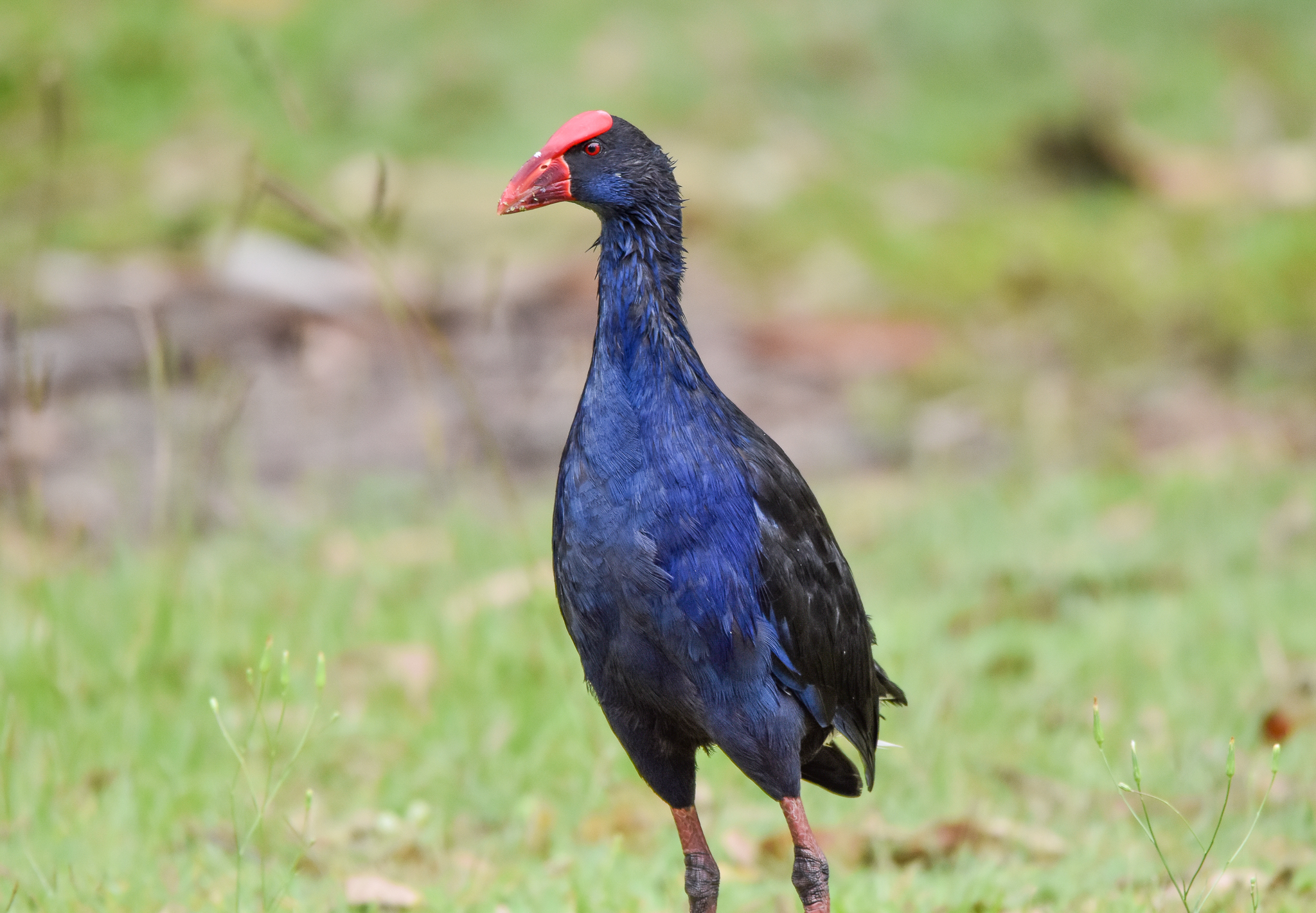 Australasian Swamphen