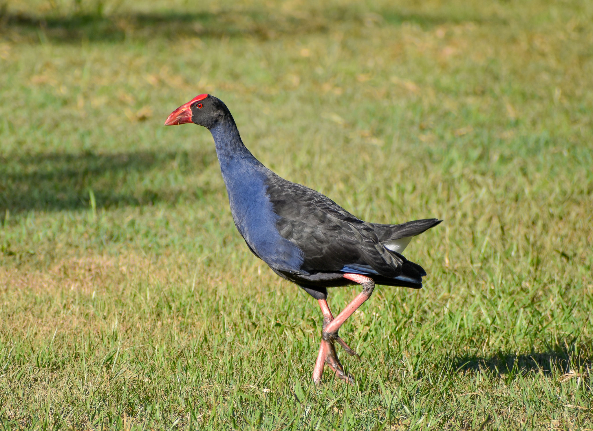 Australasian Swamphen