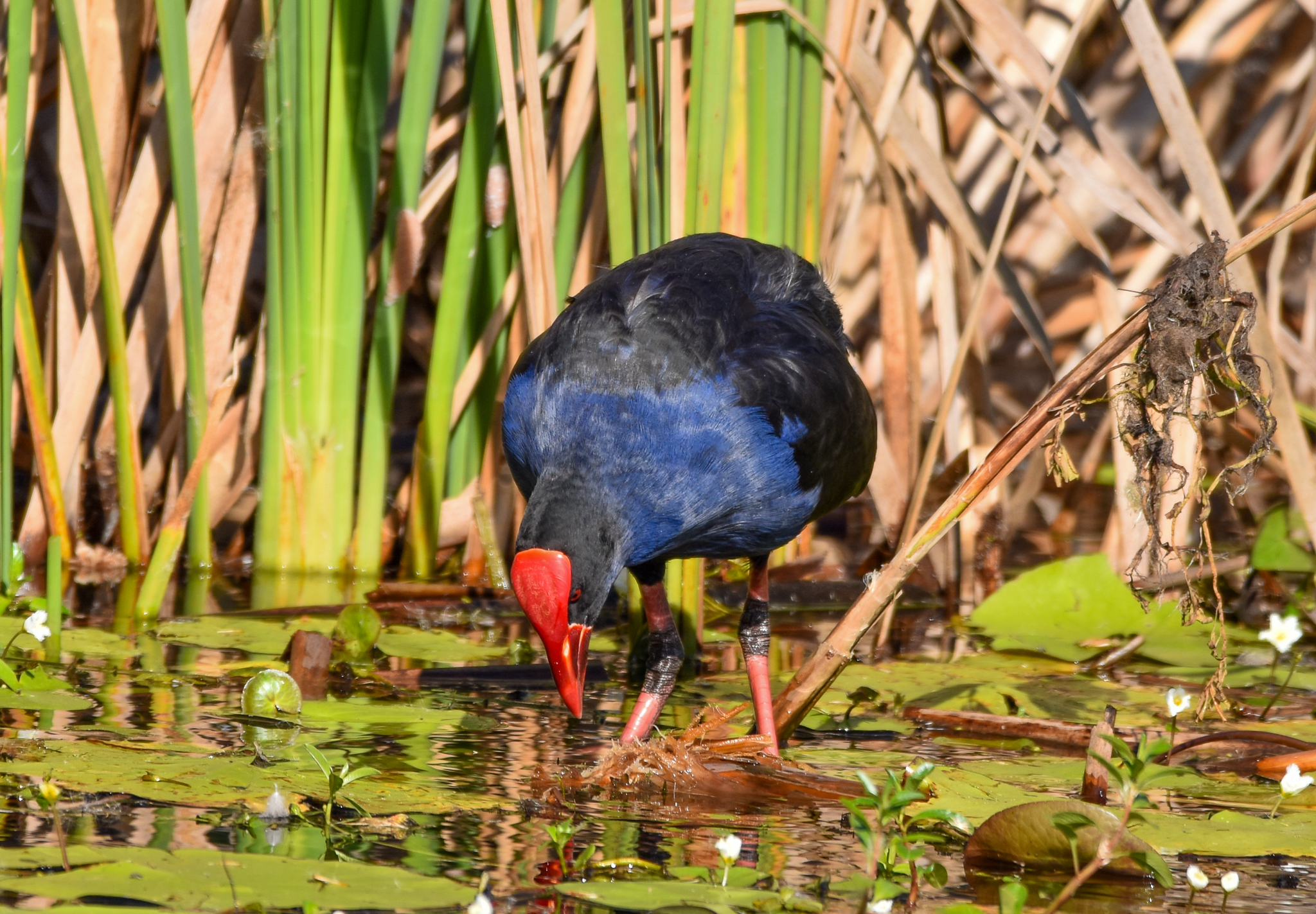 Australasian Swamphen