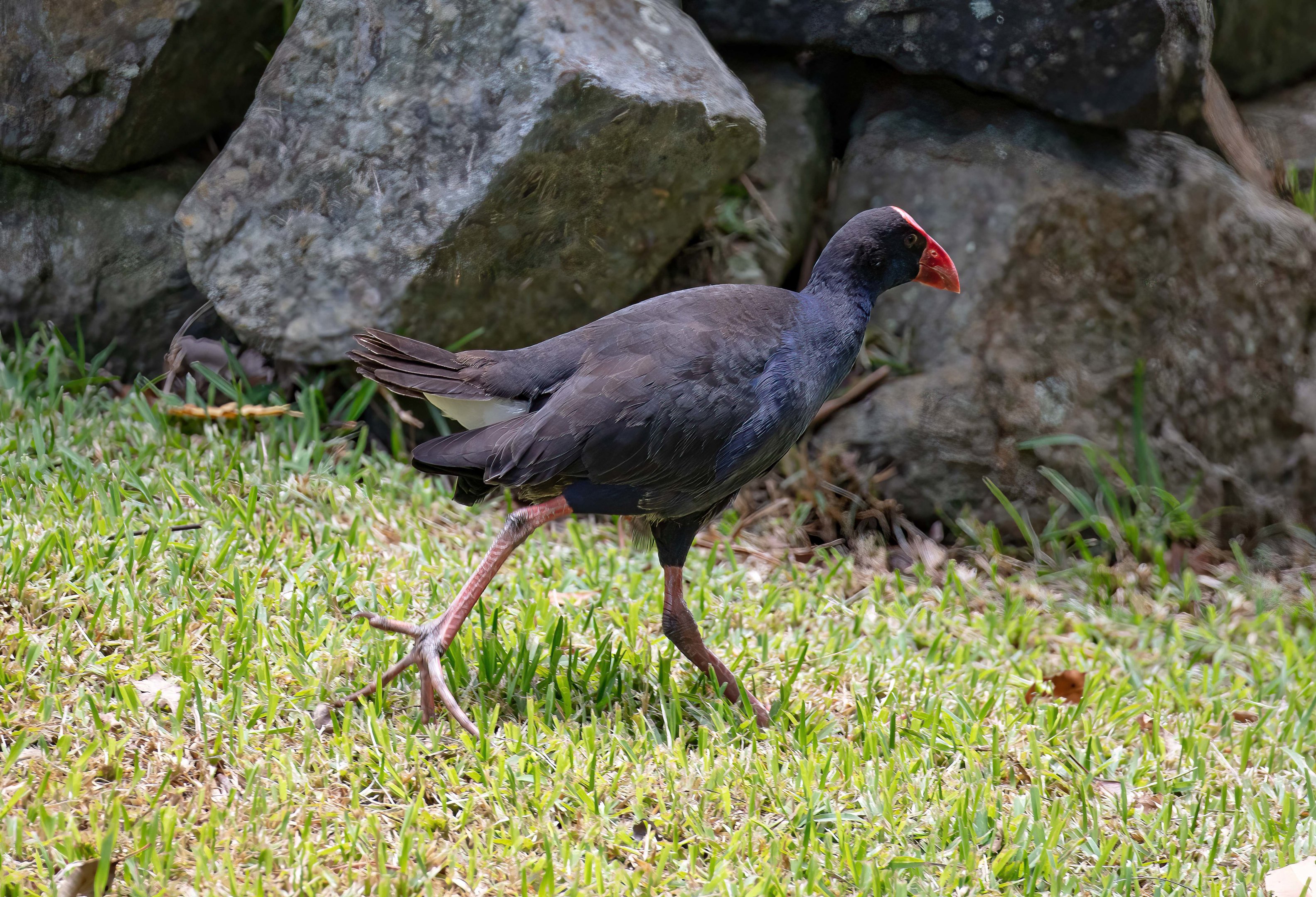 Australasian Swamphen