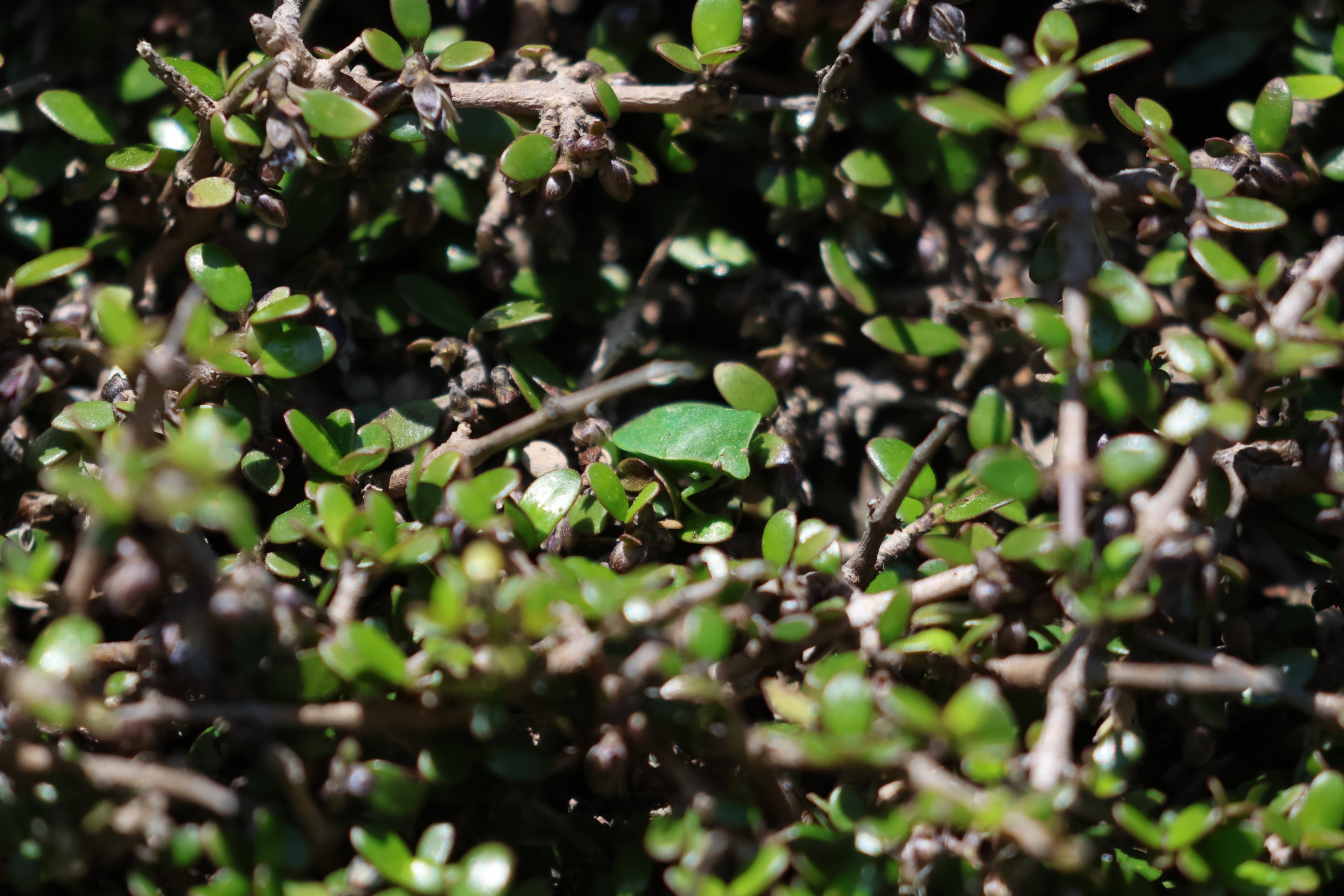 Australasian Vegetable Bug (Glaucias amyoti), Pencarrow Coast Road (Lower Hutt, Wellington)