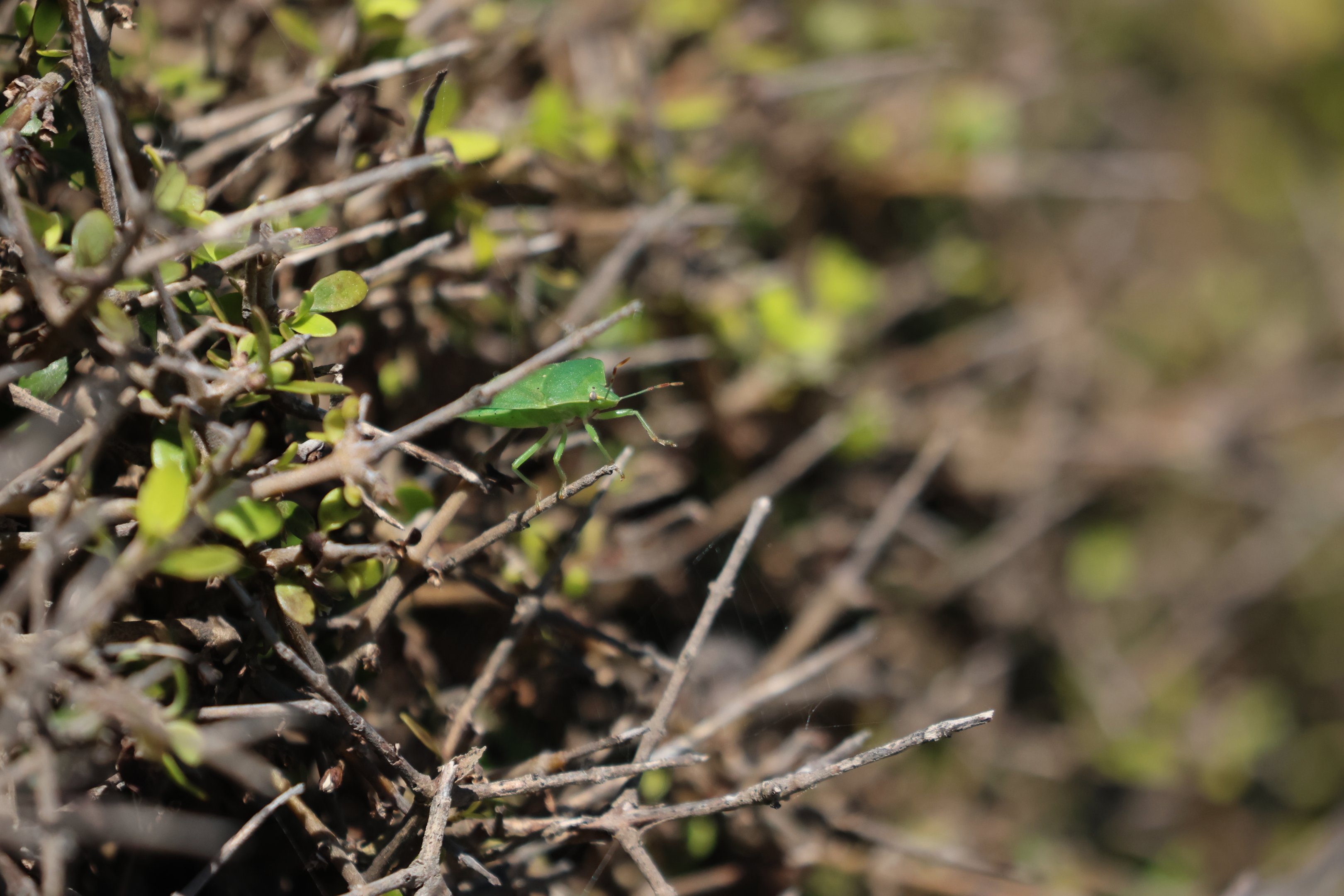 Australasian Vegetable Bug (Glaucias amyoti), Pencarrow Coast Road (Lower Hutt, Wellington)