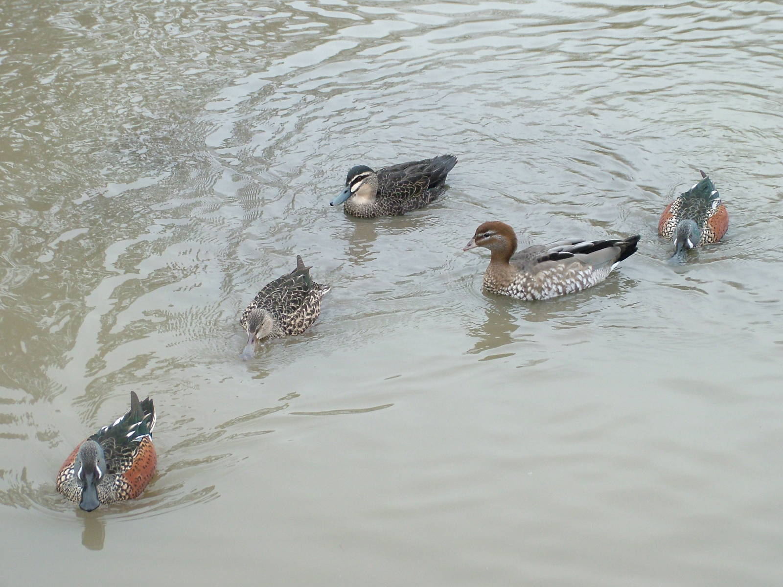 Australasian Waterfowl at Slimbridge 06/02/10