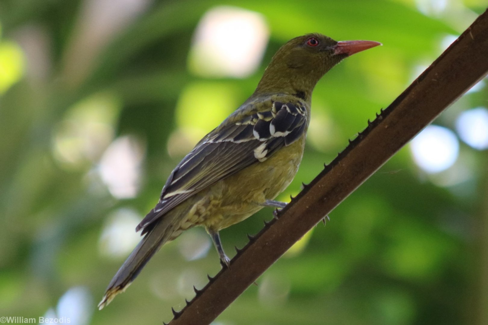 Australasian Yellow Oriole - Darwin Botanic Gardens