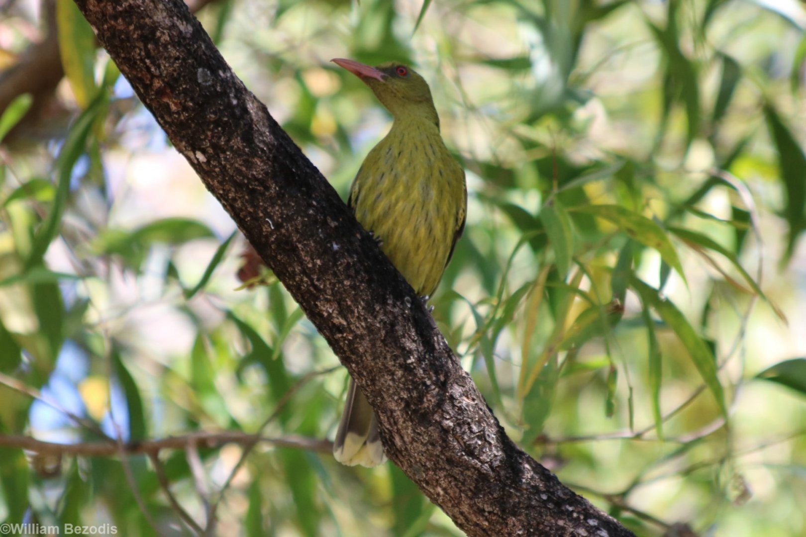 Australasian Yellow Oriole - Pine Creek