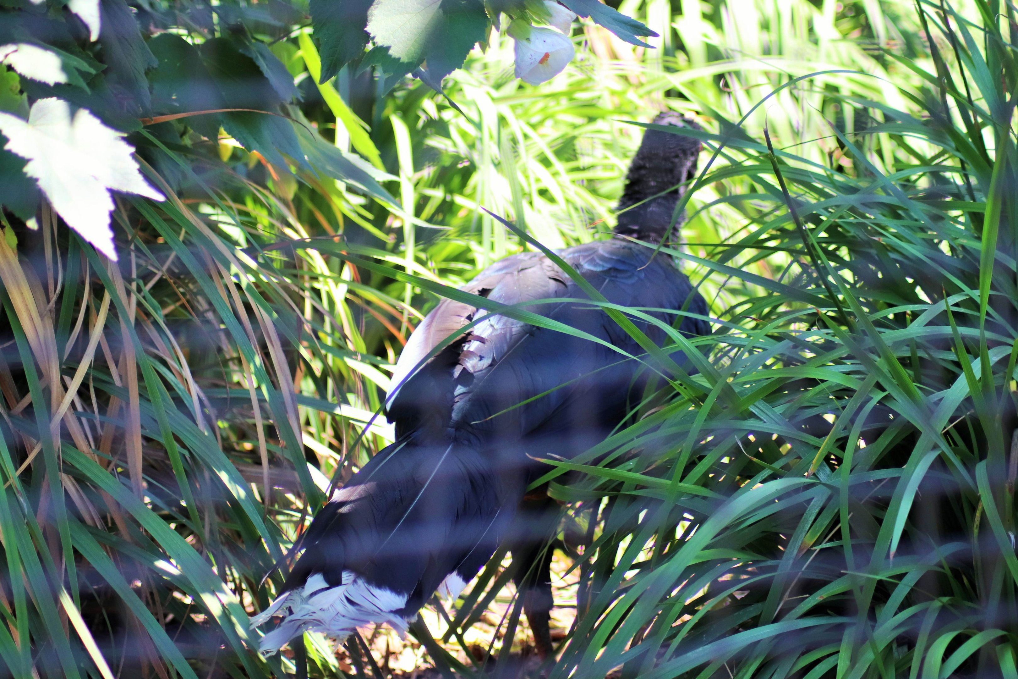 Australasia's Last Cracid - 'Betty' the Razor-billed Curassow (Mitu tuberosum)