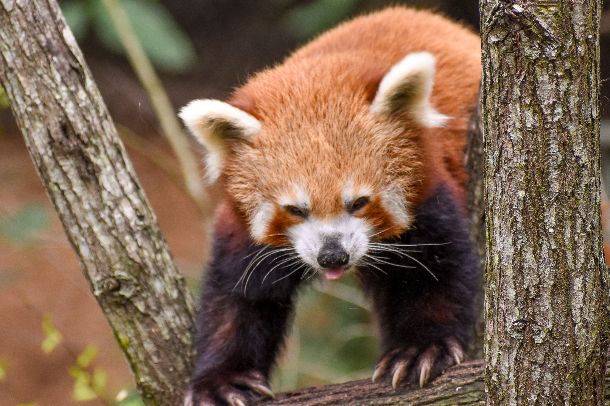 Australasia's Oldest Red Panda
