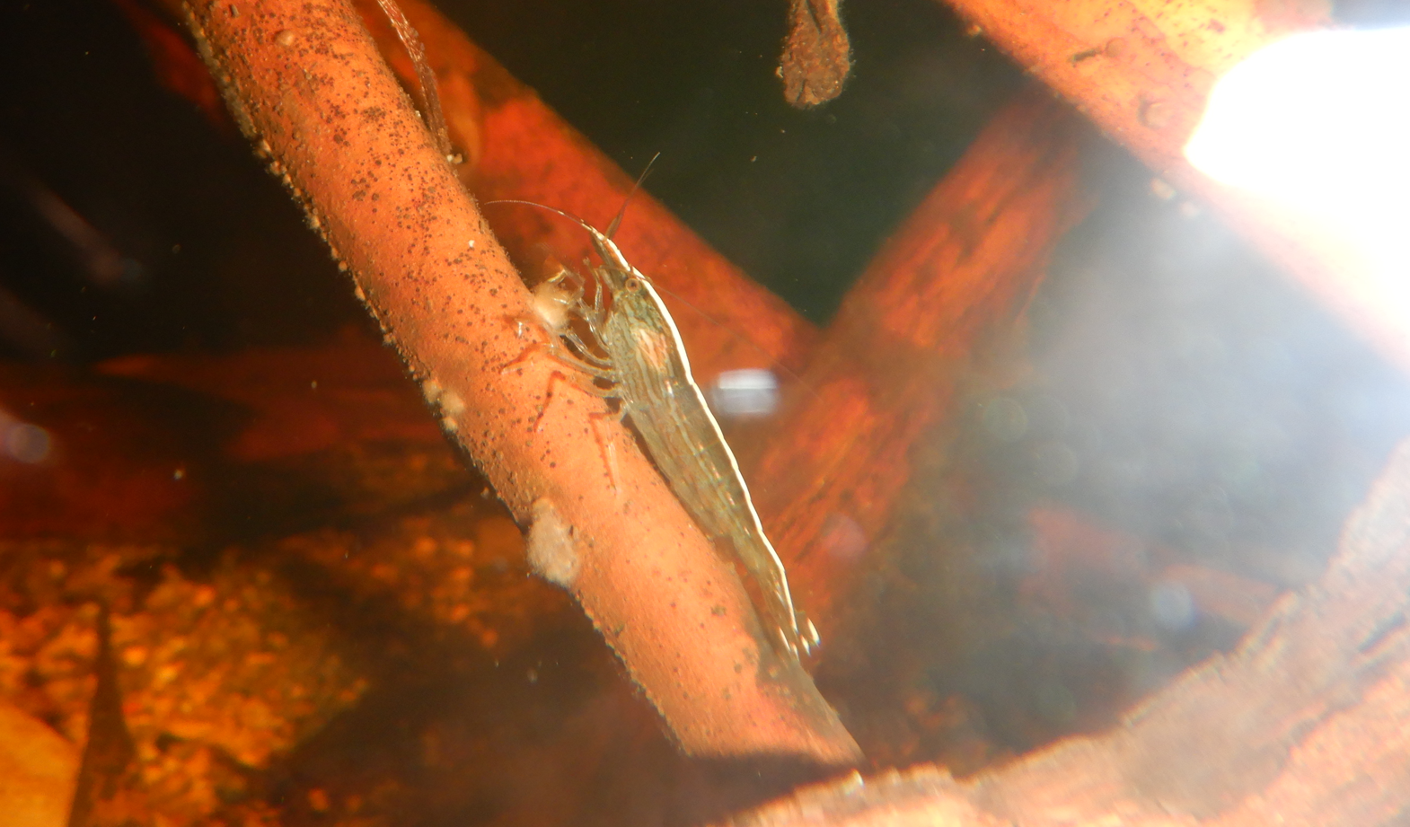 Australatya striolata