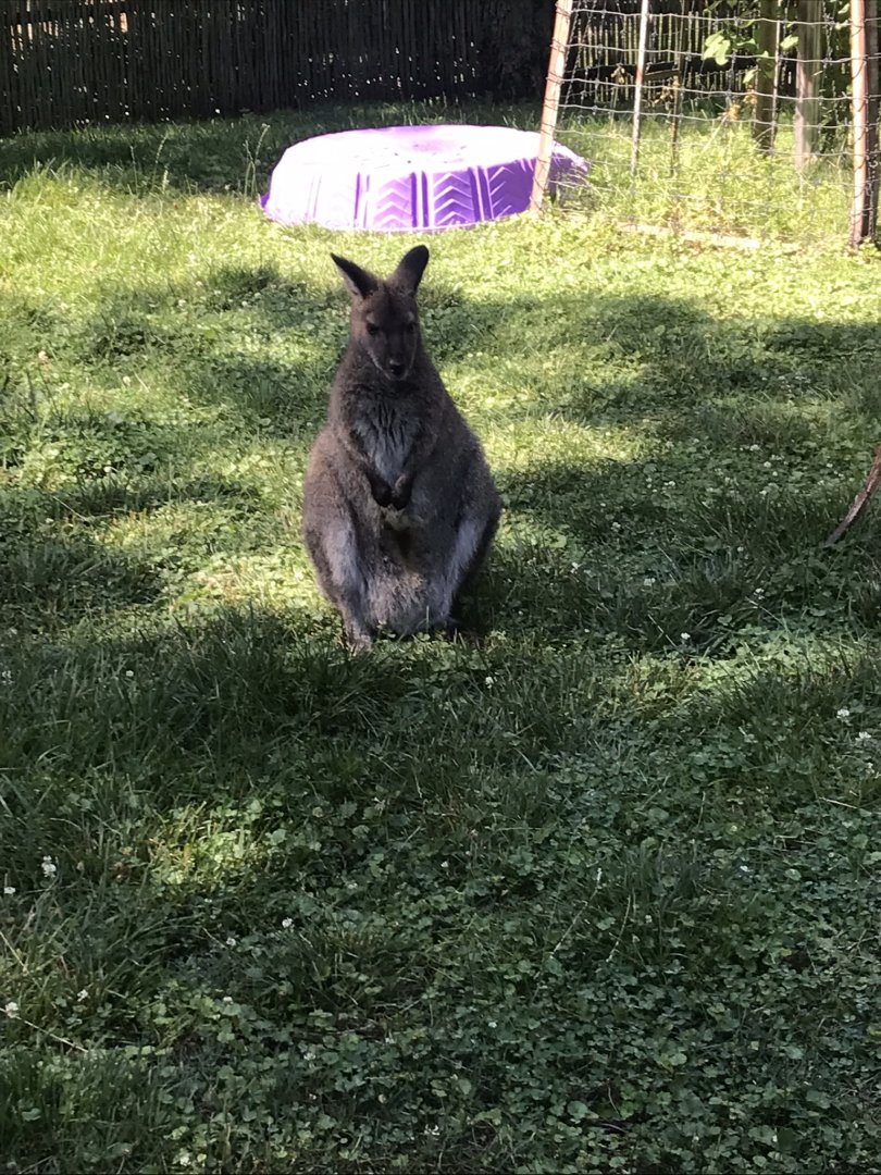 Australia adventure Bennett’s wallaby
