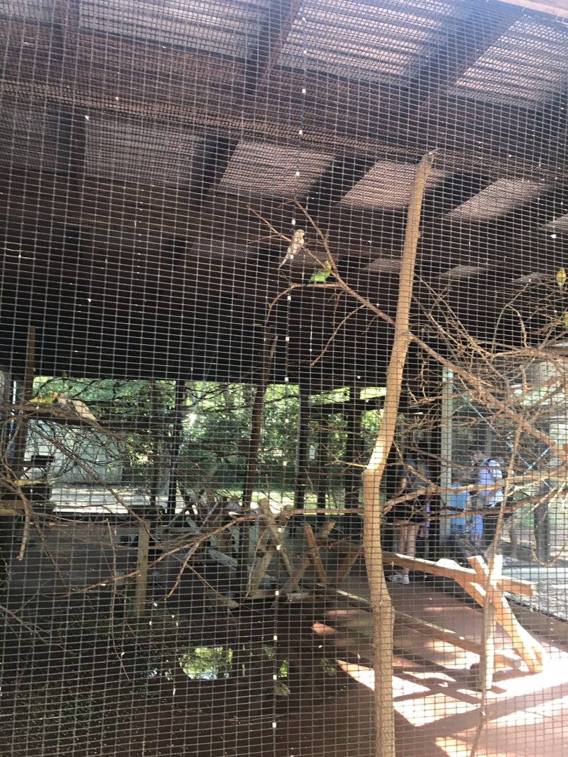 Australia adventure budgerigar exhibit