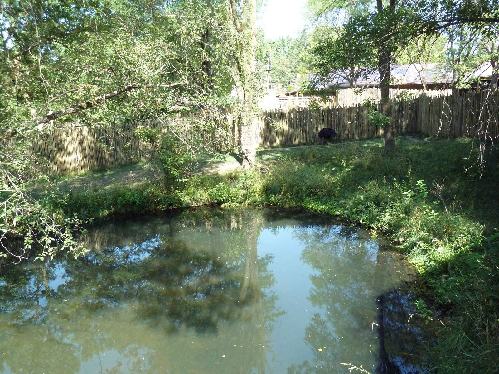 Australia Adventure - Cassowary Exhibit