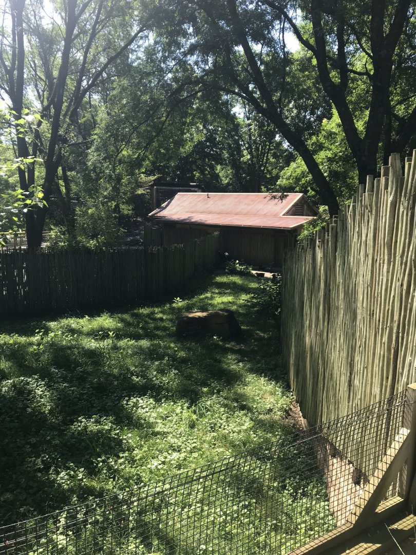 Australia adventure double wattled cassowary exhibit