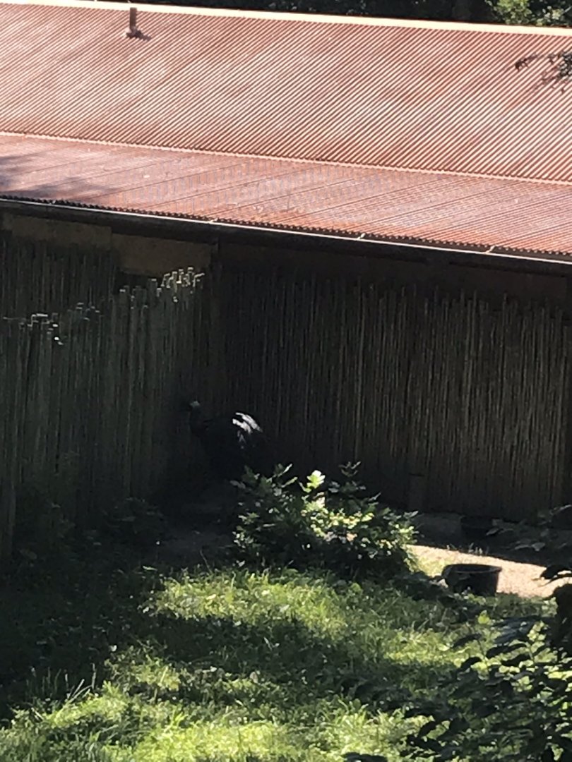 Australia adventure double wattled cassowary