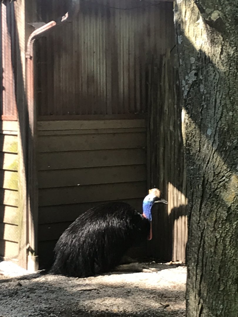 Australia adventure double wattled cassowary