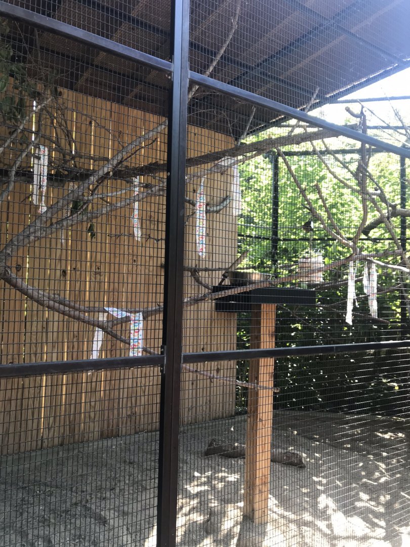 Australia adventure eclectus parrot exhibit