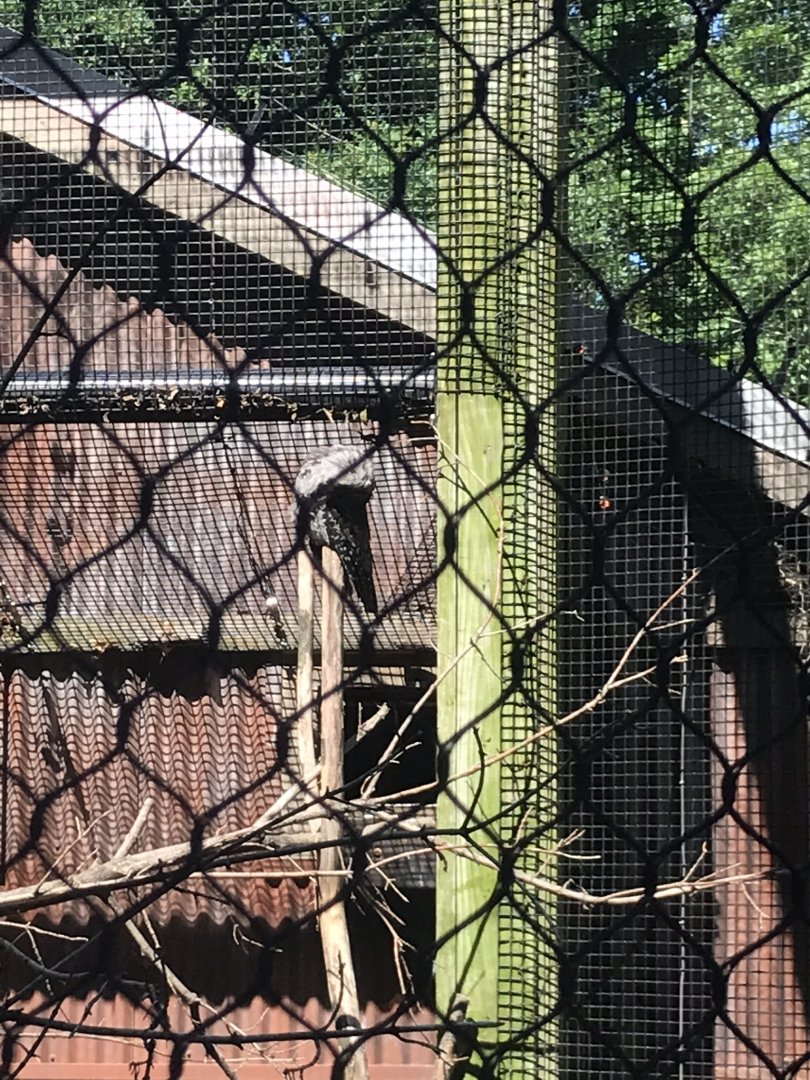 Australia adventure tawny frogmouth