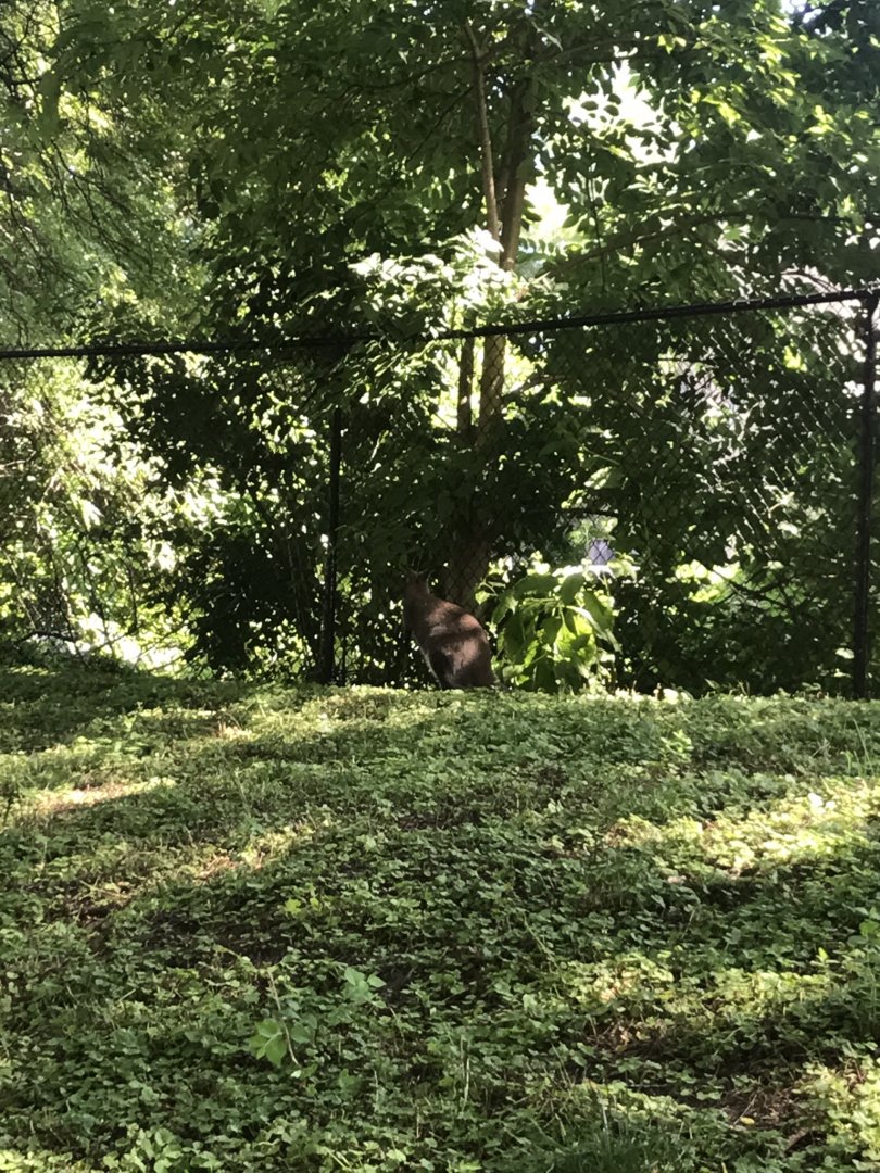 Australia adventure walk-through wallaby exhibit