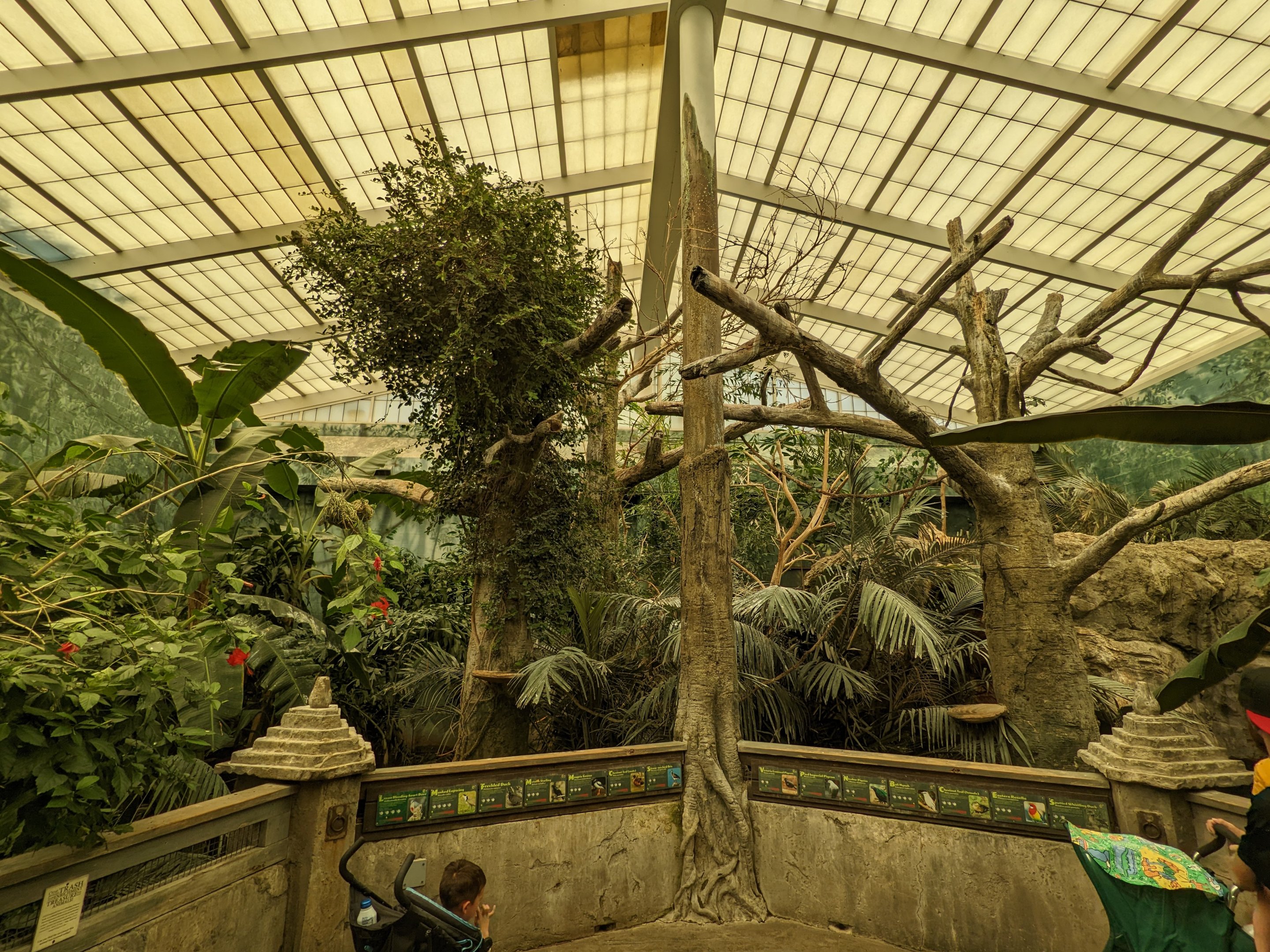 Australia and the Islands - Aviary