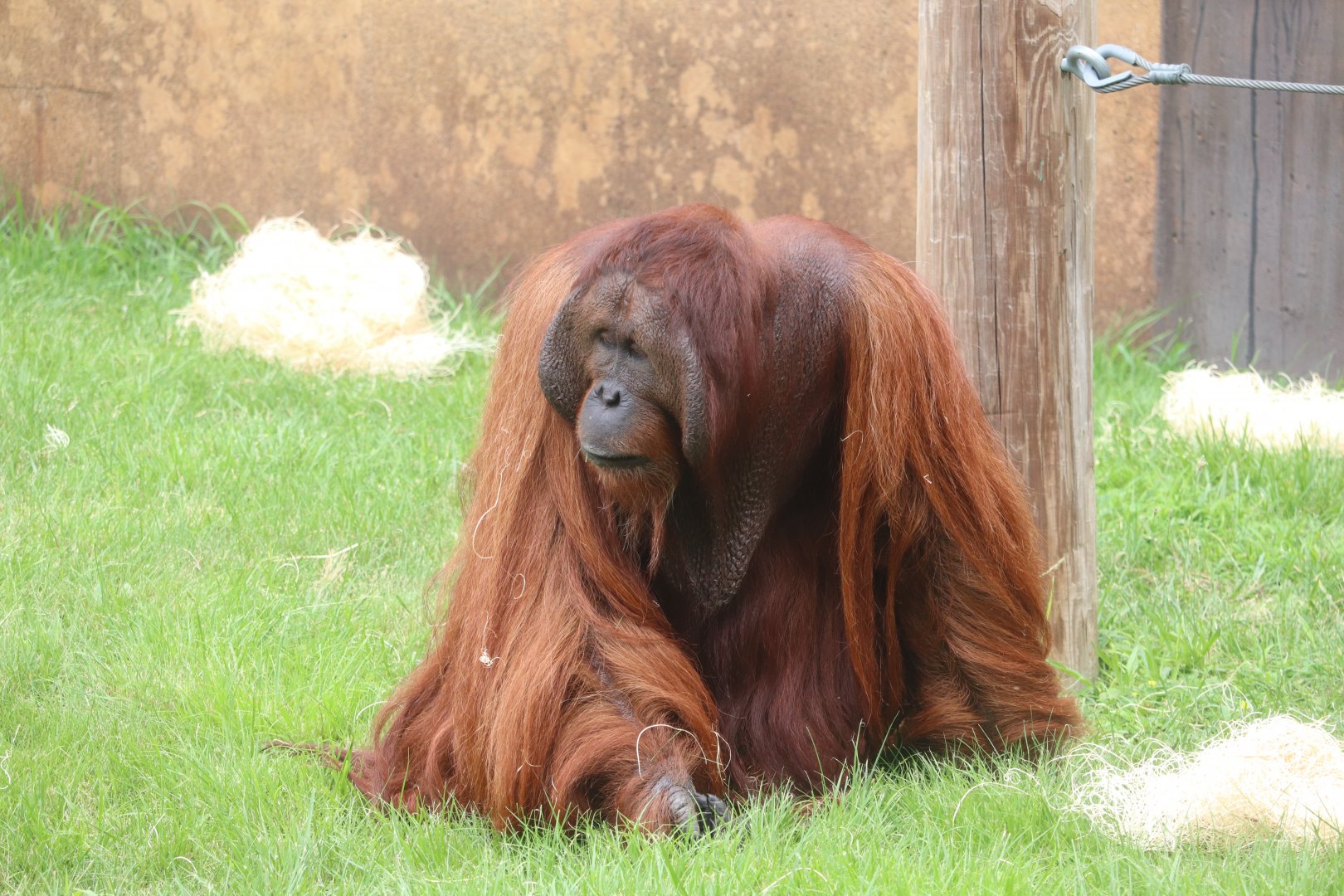 Australia and The Islands - Bornean Orangutan