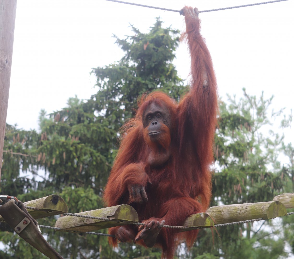 Australia and The Islands - Bornean Orangutan