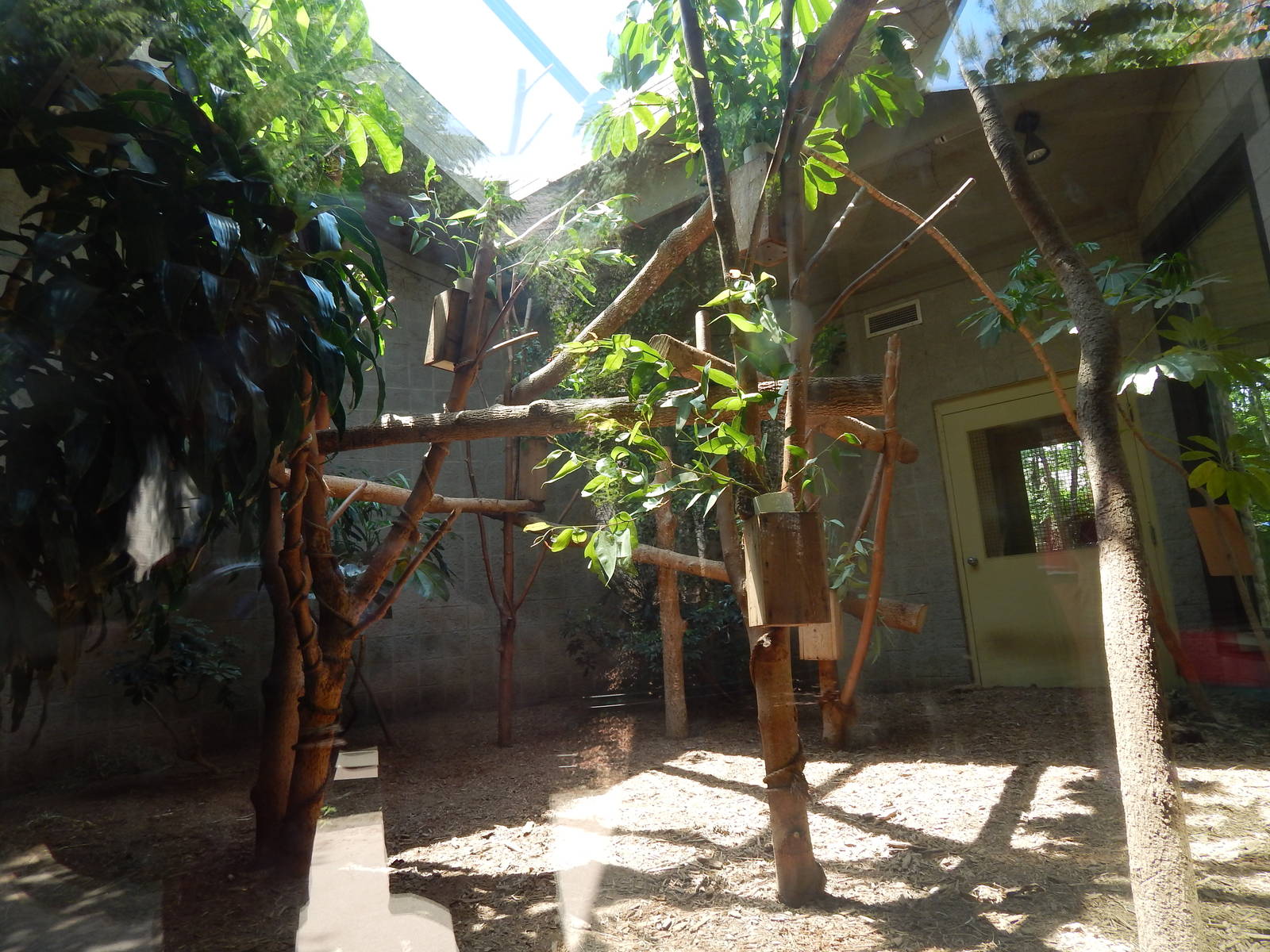 Australia and the Islands - Brush-tailed Buttong + Koala Indoor Exhibit