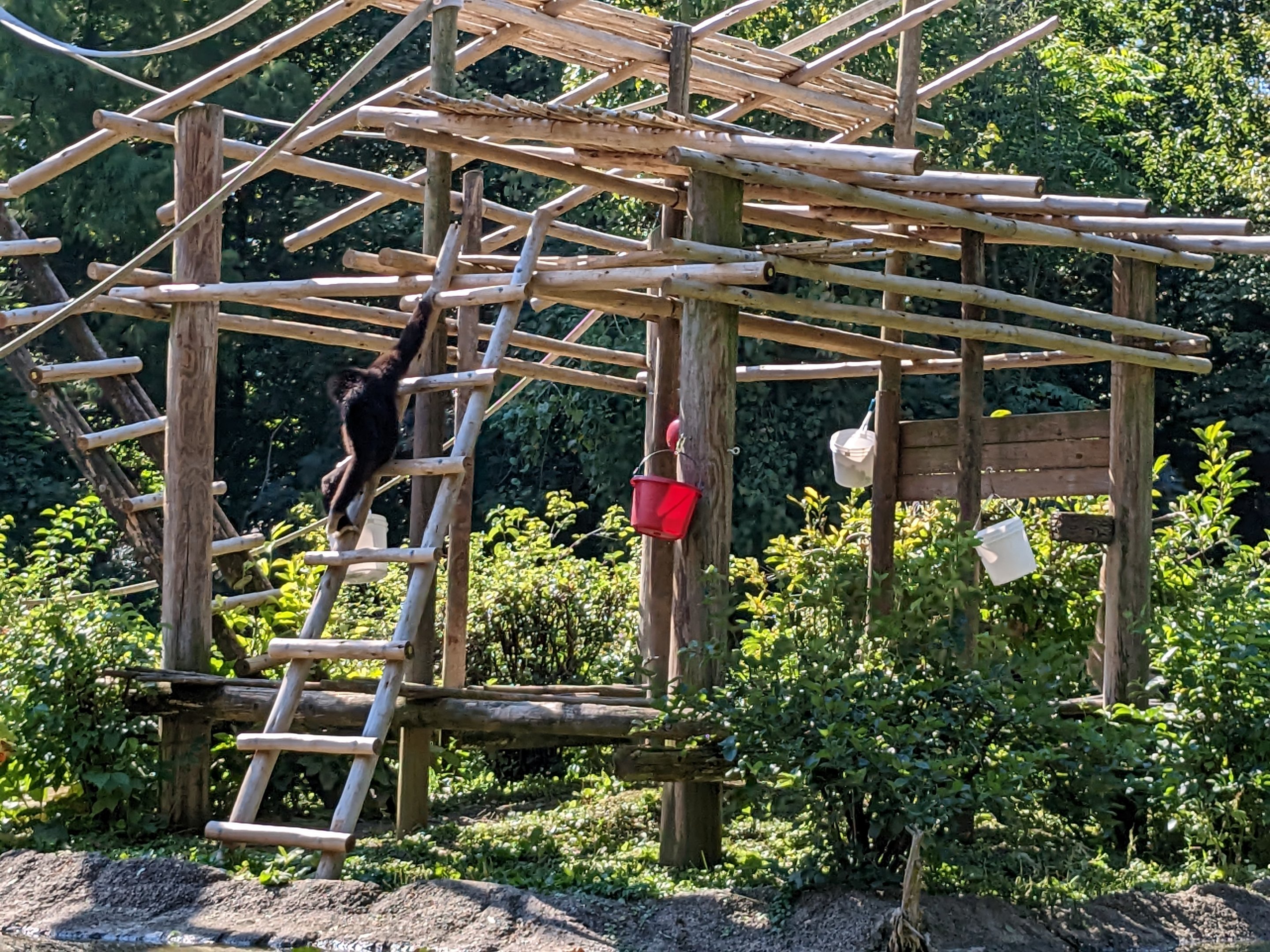 Australia and the Islands - Gibbons