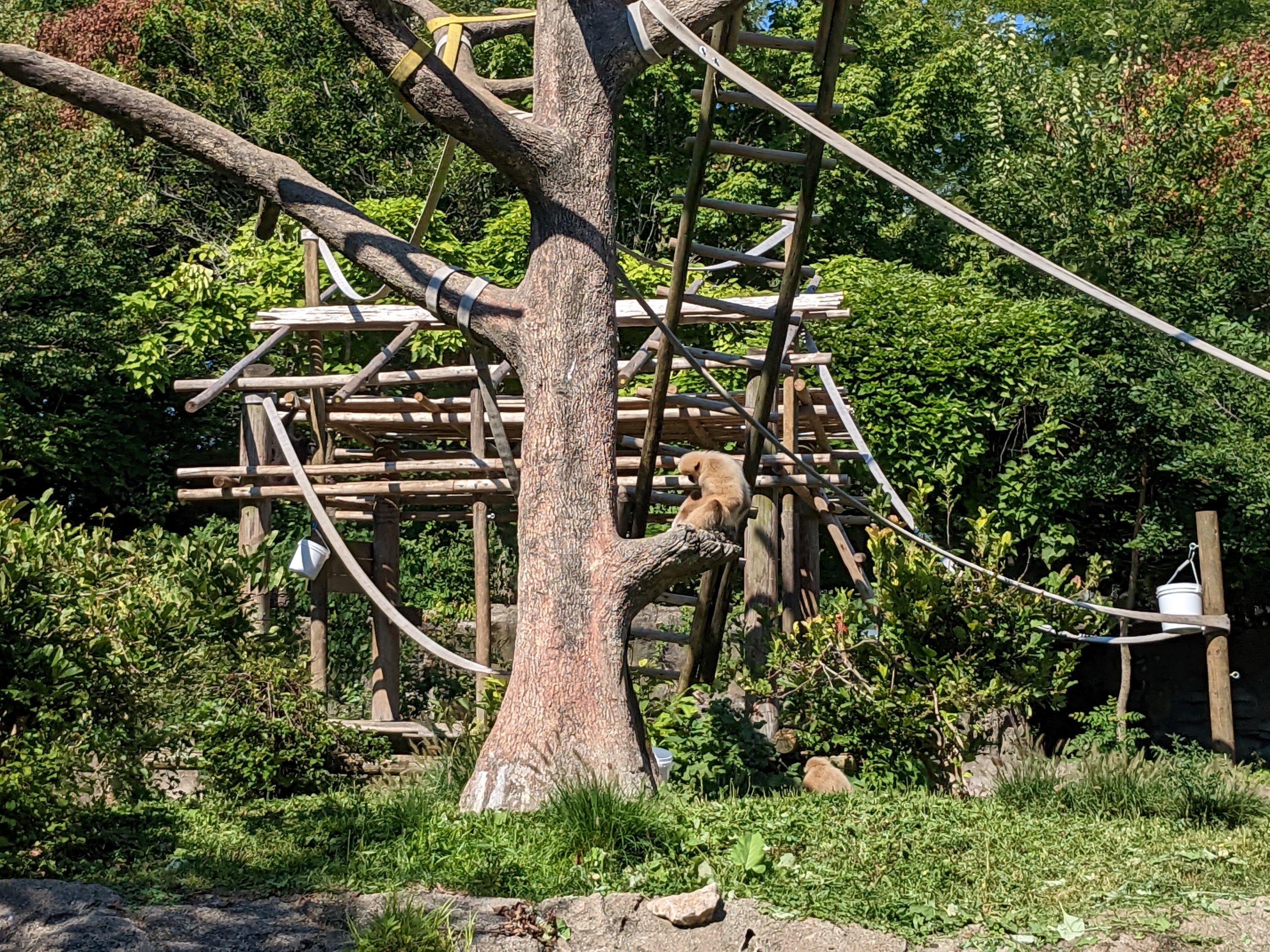 Australia and the Islands - Gibbons