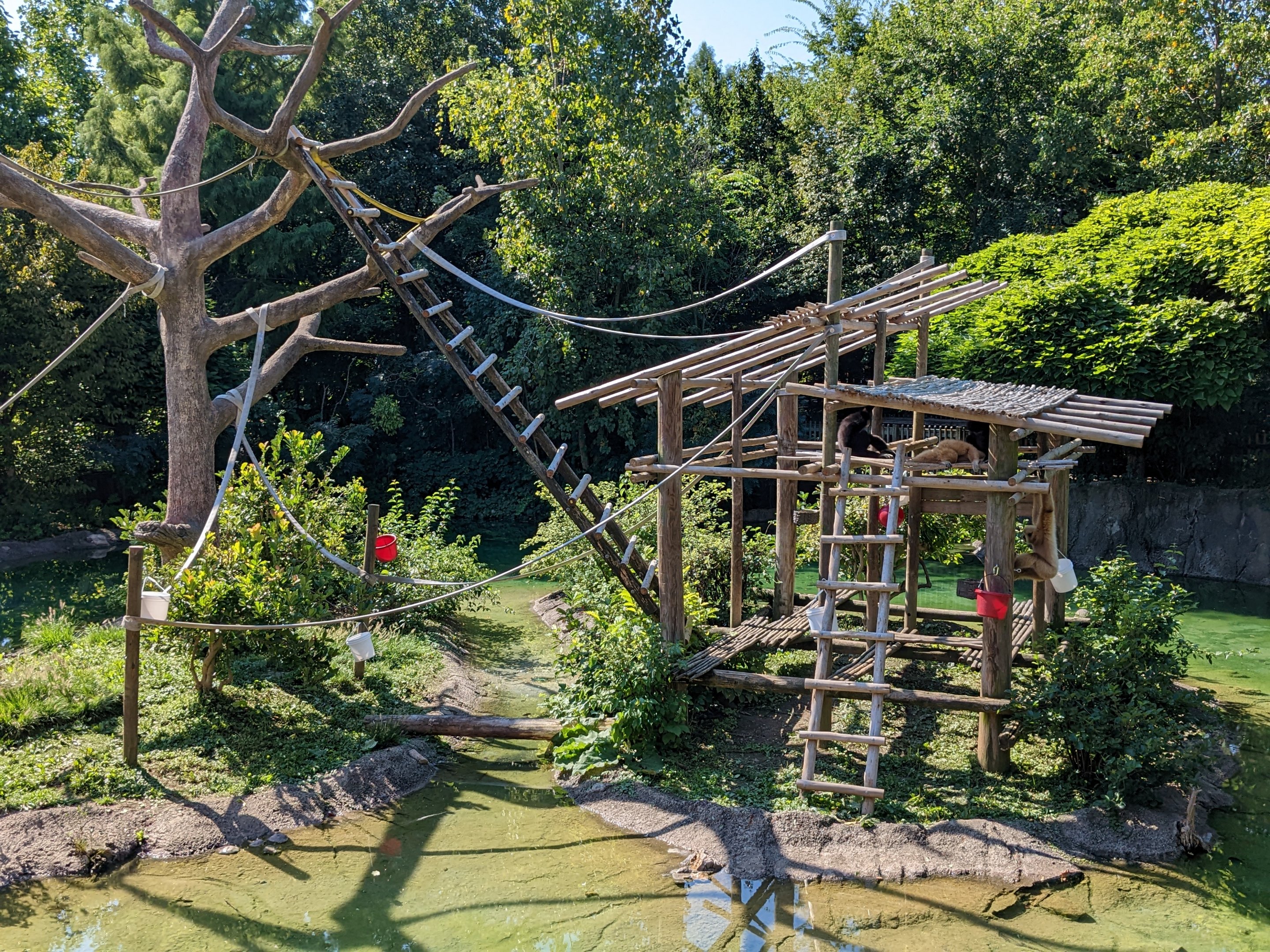 Australia and the Islands - Gibbons