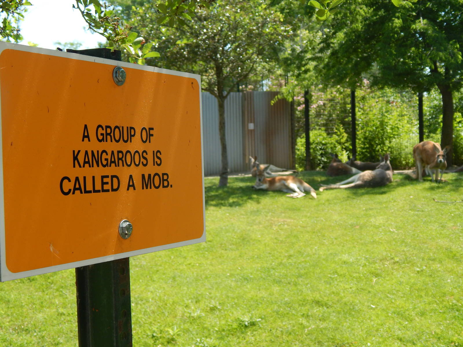 Australia and the Islands - Kangaroo Walk-About Exhibit