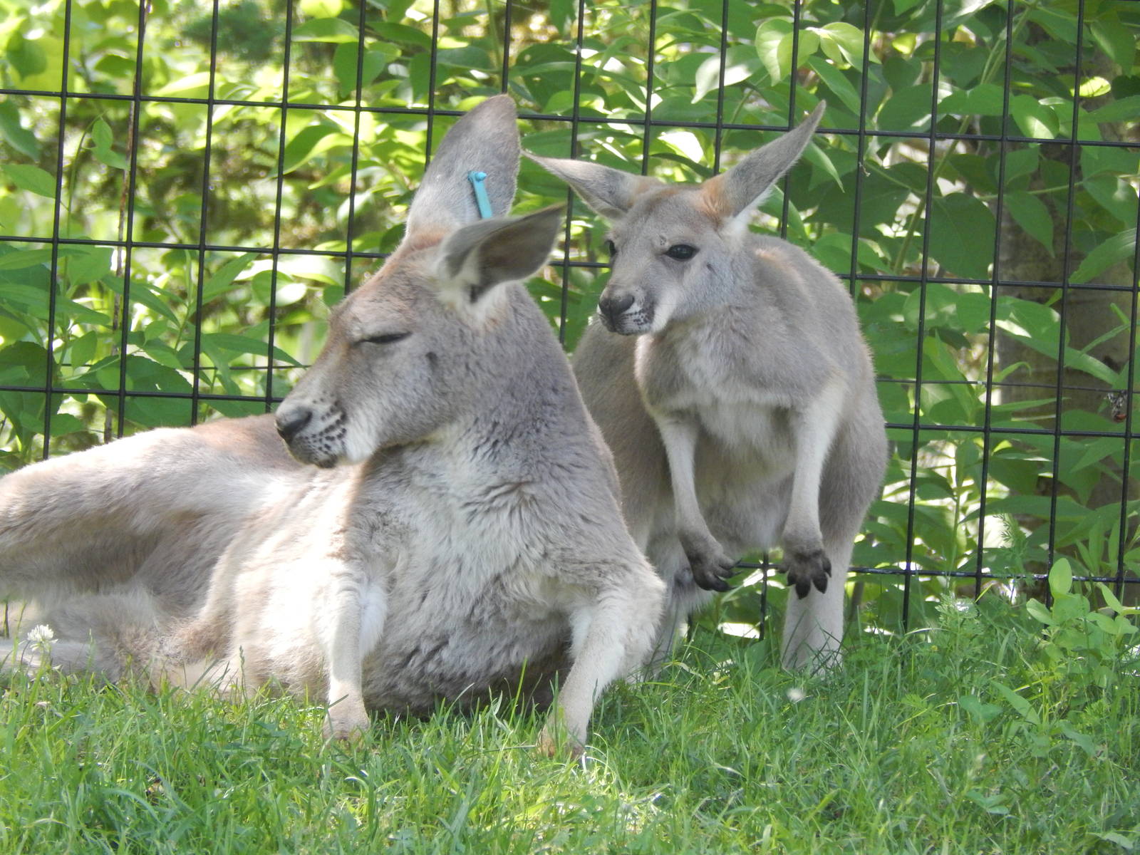 Australia and the Islands - Kangaroo Walk-About - Red Kangaroo + Joey
