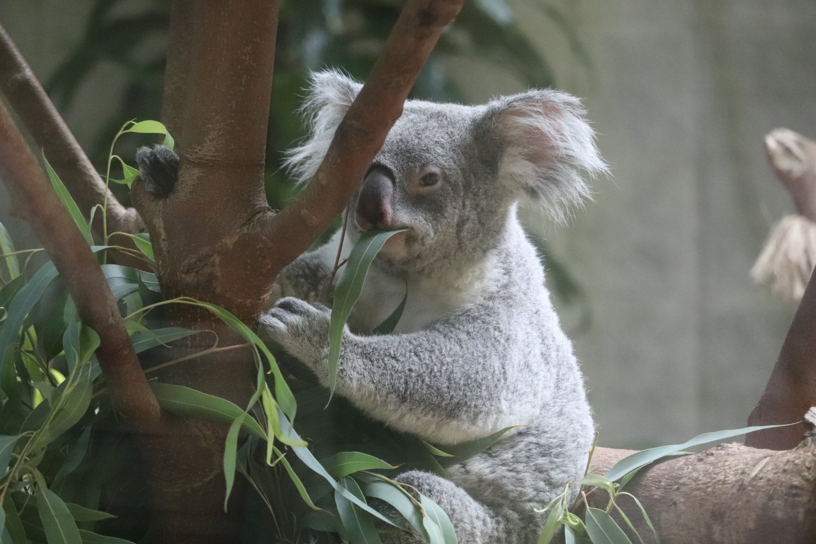 Australia and The Islands - Koala