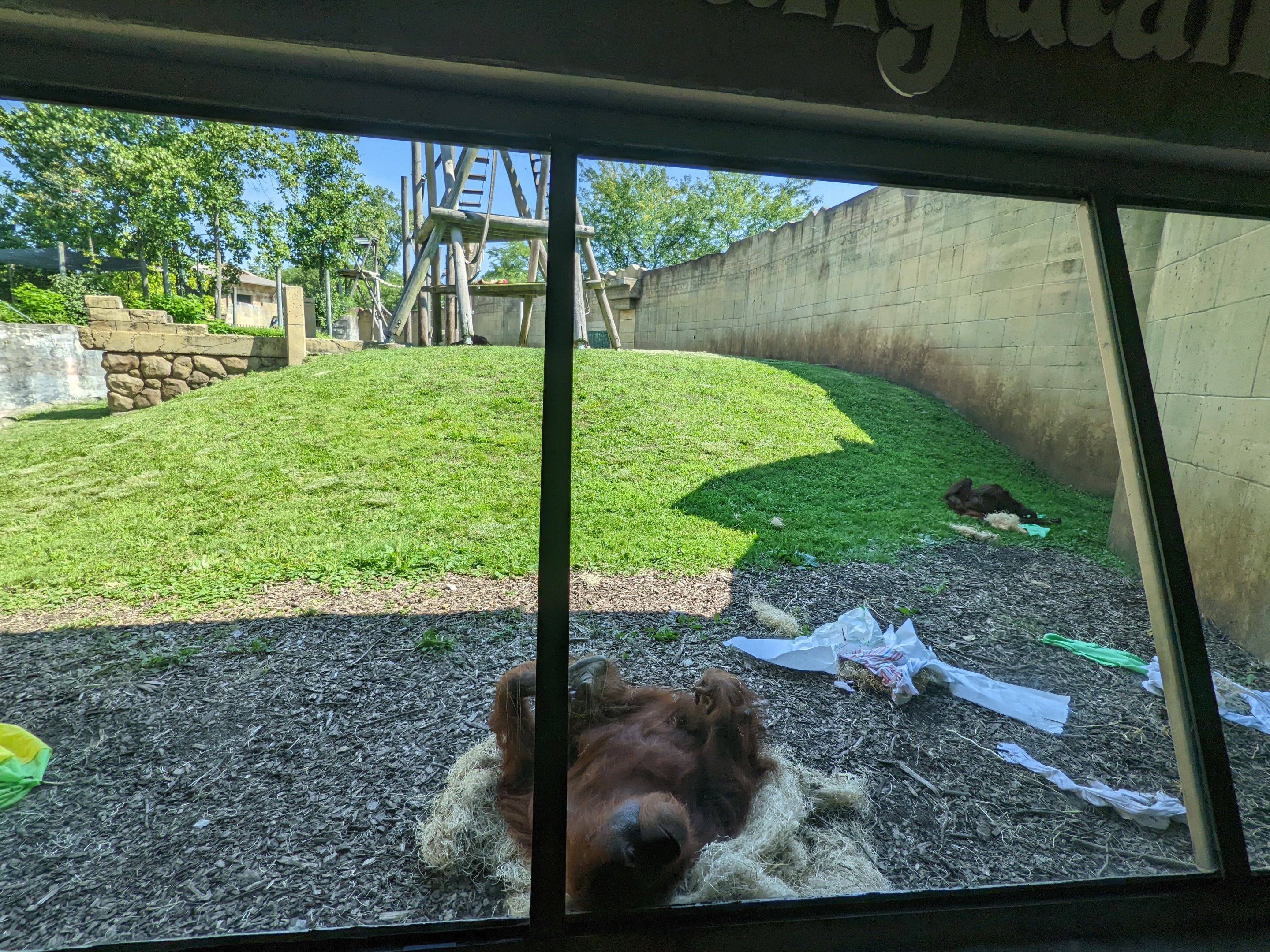 Australia and the Islands  - Orangutan